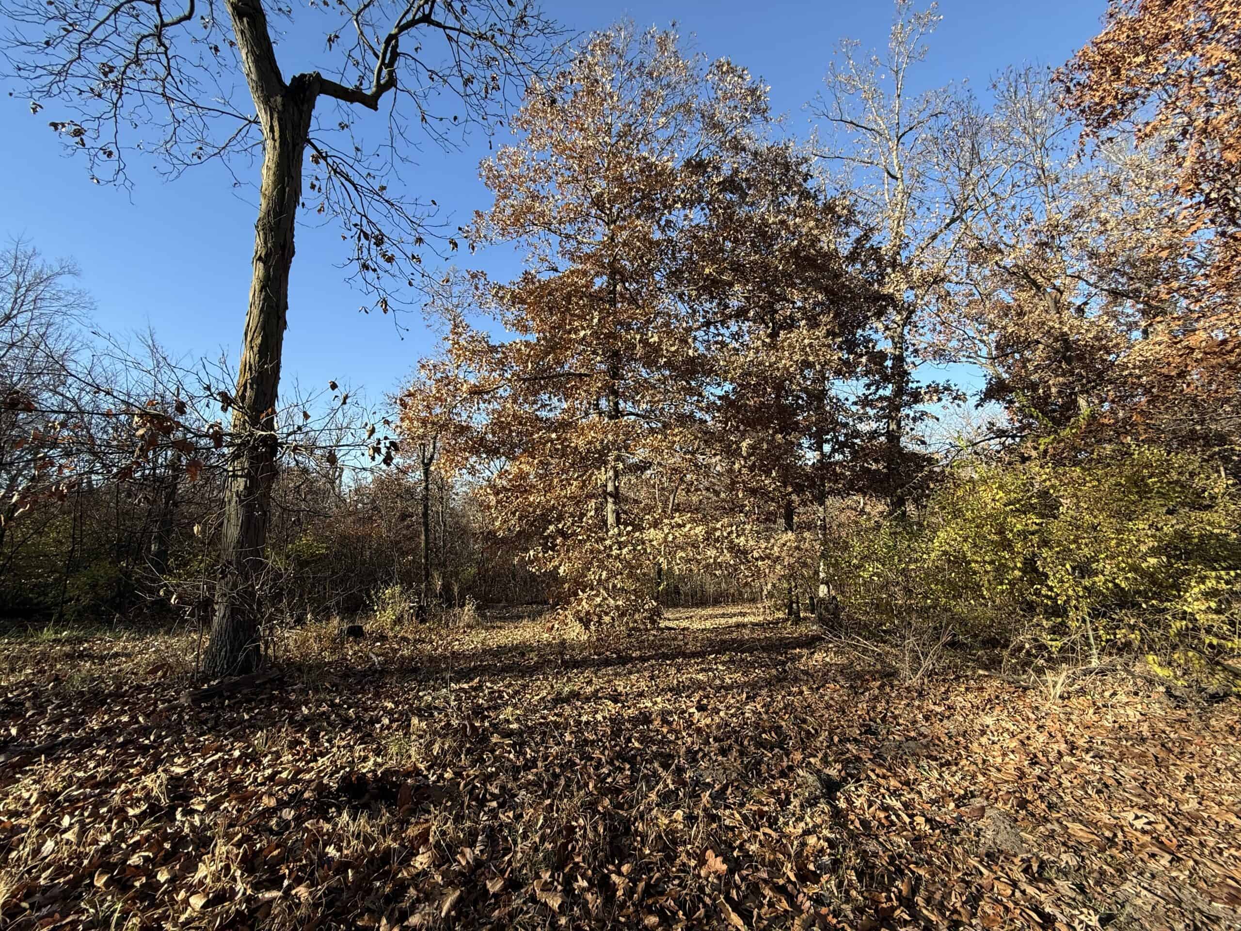 Hard-to-Find Southern Iowa Recreational Acreage