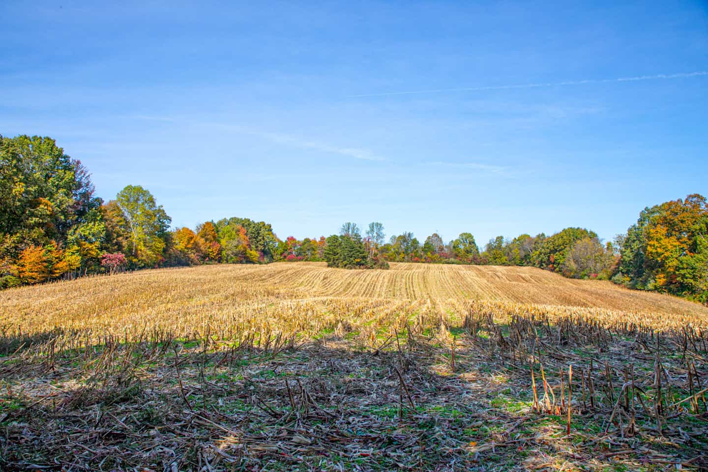65-Acre Farm in Science Hill, KY – Cropland, Pasture & Hunting