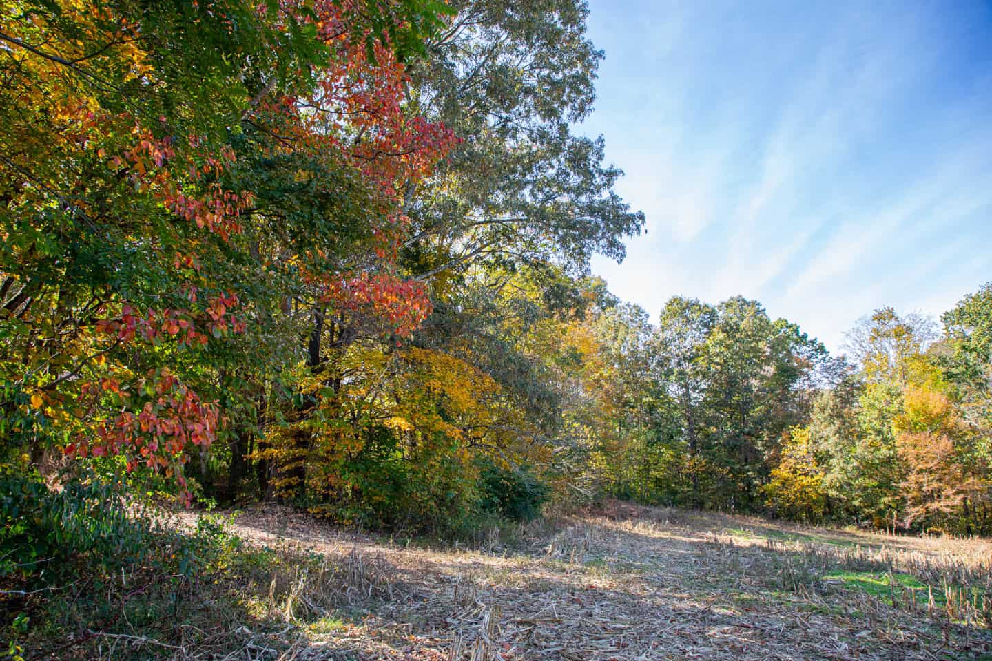 65-Acre Farm in Science Hill, KY – Cropland, Pasture & Hunting