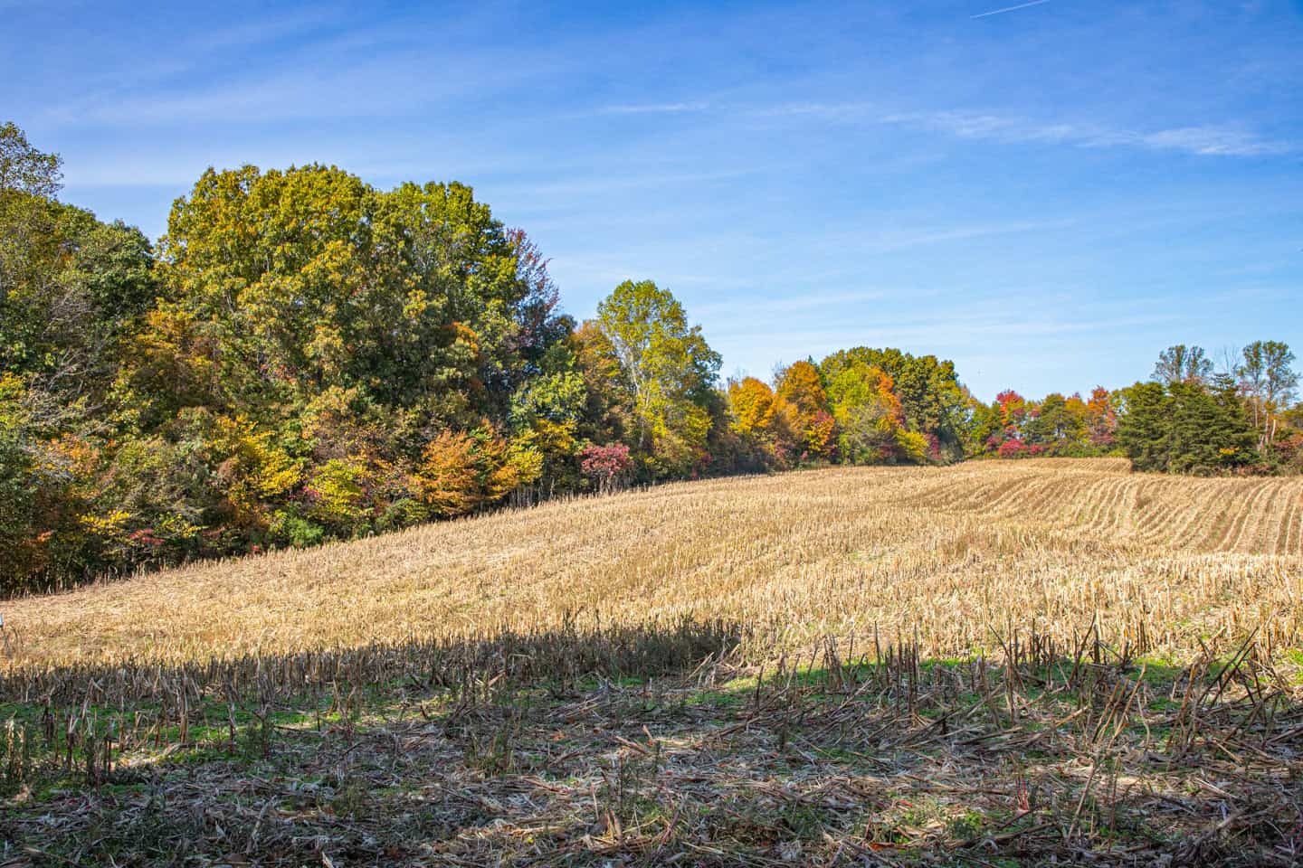 65-Acre Farm in Science Hill, KY – Cropland, Pasture & Hunting