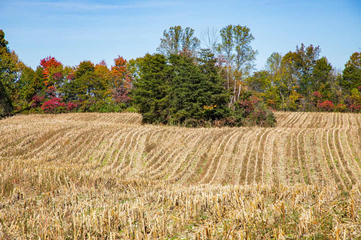 65-Acre Farm in Science Hill, KY – Cropland, Pasture & Hunting
