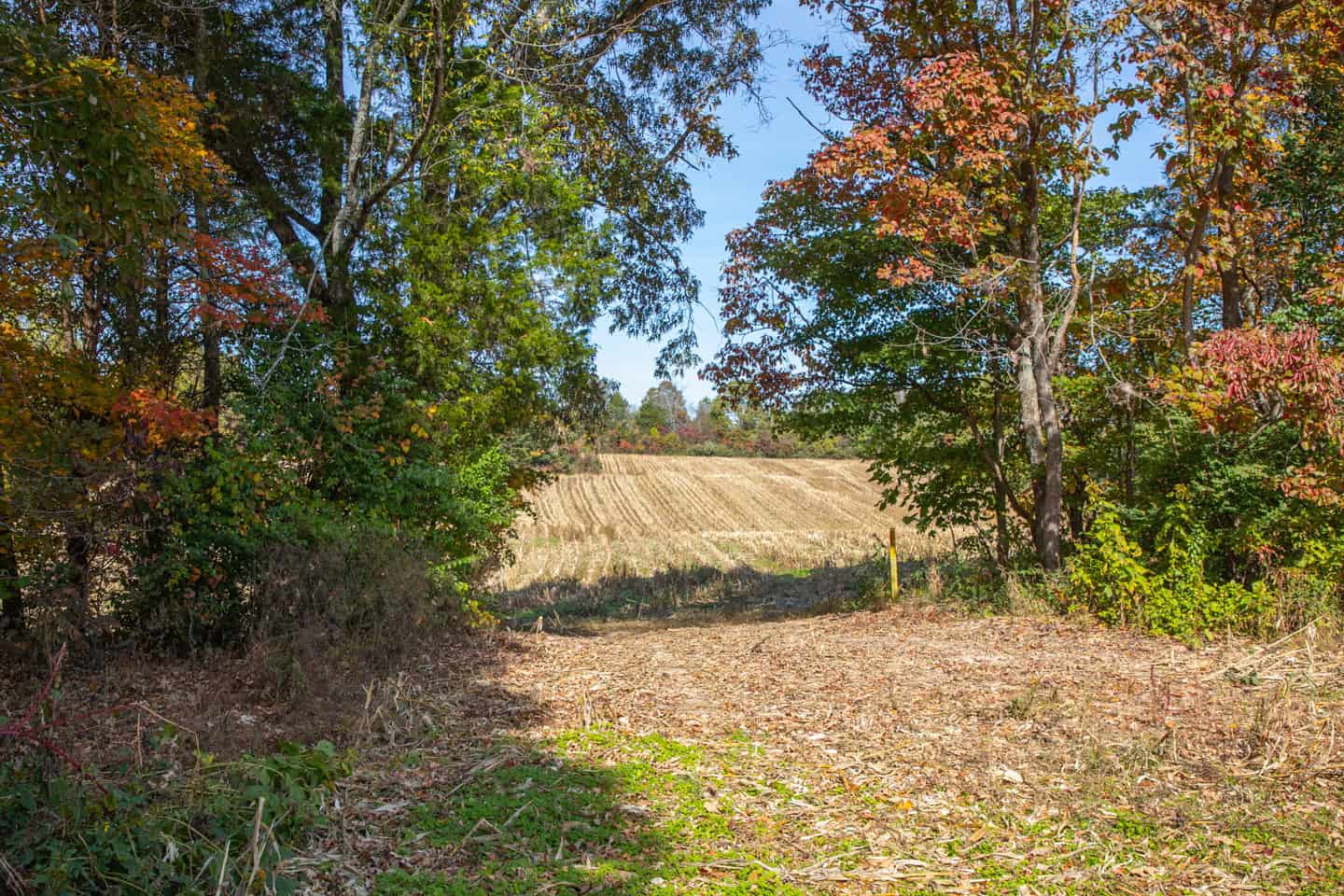 65-Acre Farm in Science Hill, KY – Cropland, Pasture & Hunting