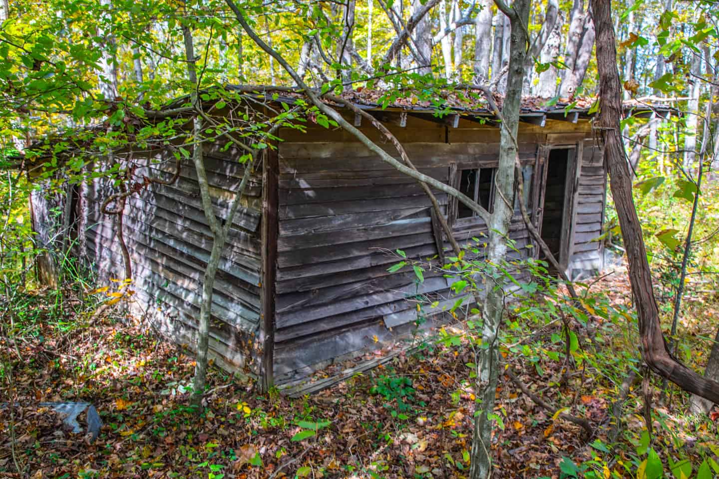 65-Acre Farm in Science Hill, KY – Cropland, Pasture & Hunting