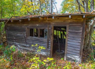 65-Acre Farm in Science Hill, KY – Cropland, Pasture & Hunting