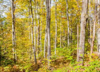 65-Acre Farm in Science Hill, KY – Cropland, Pasture & Hunting