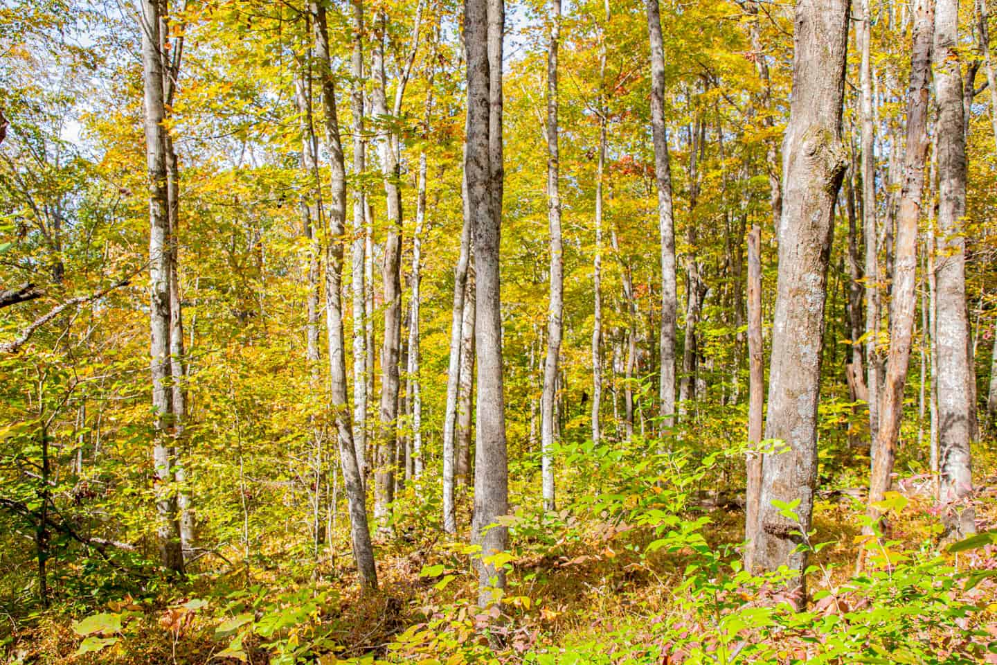 65-Acre Farm in Science Hill, KY – Cropland, Pasture & Hunting