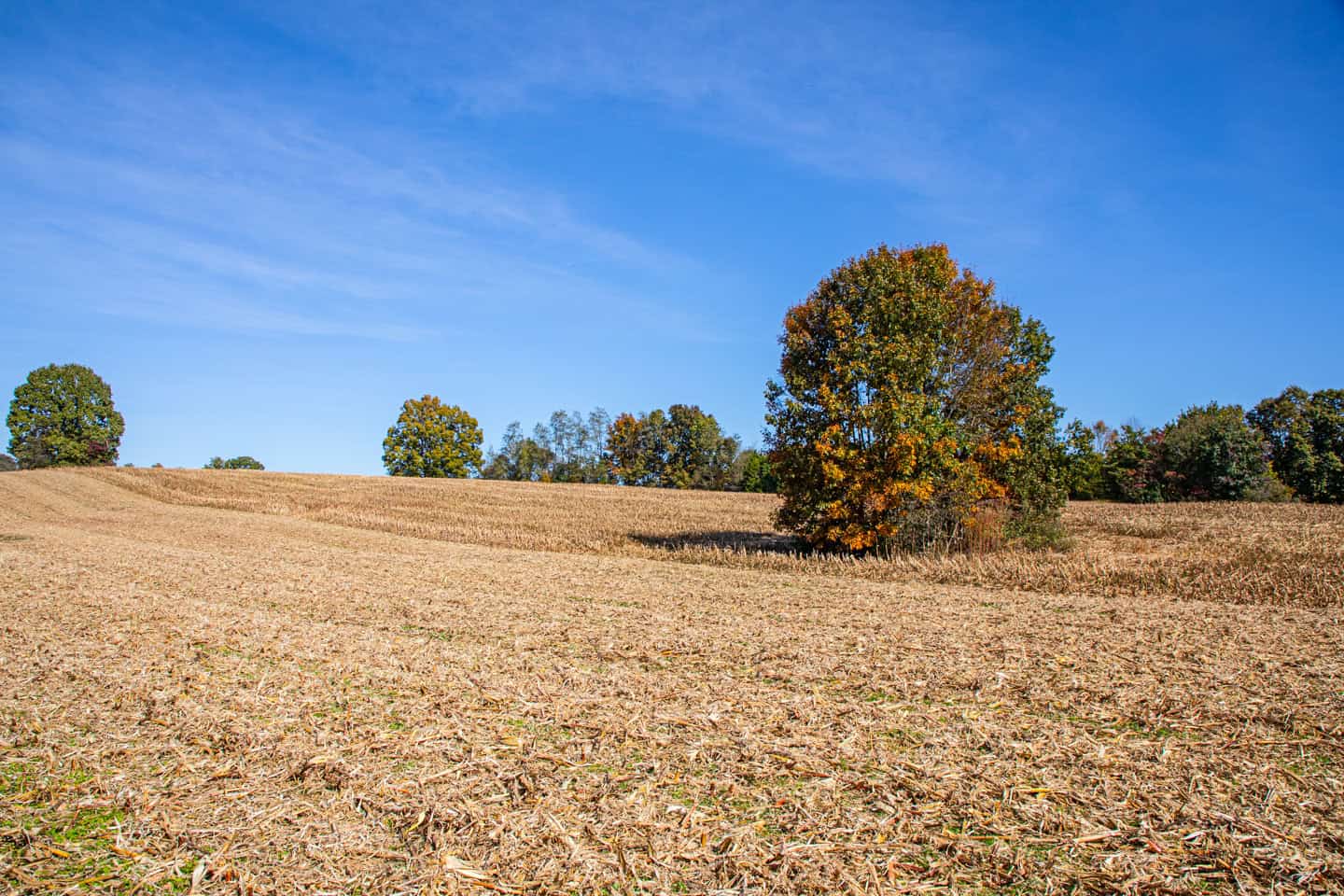 65-Acre Farm in Science Hill, KY – Cropland, Pasture & Hunting
