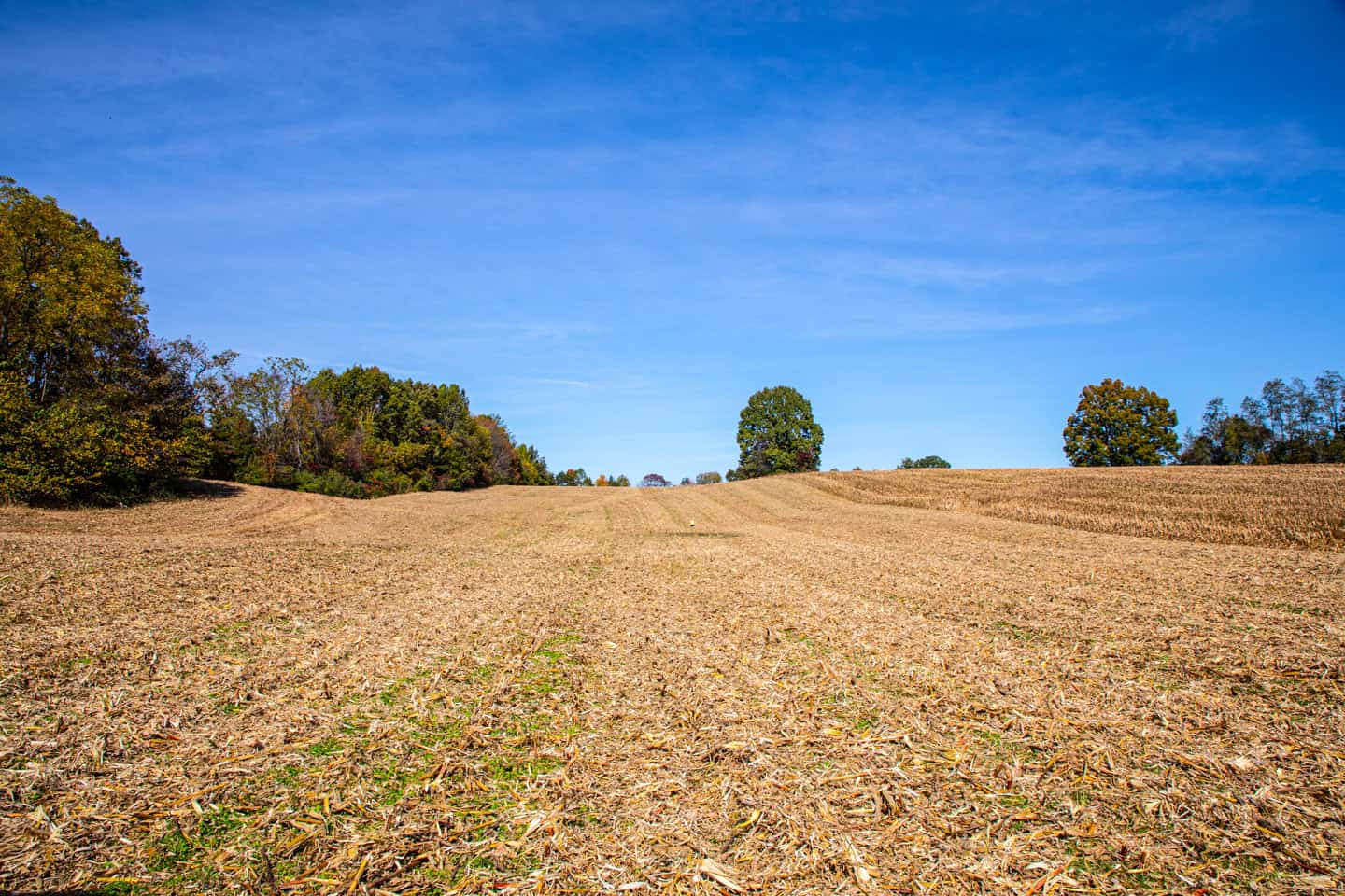65-Acre Farm in Science Hill, KY – Cropland, Pasture & Hunting