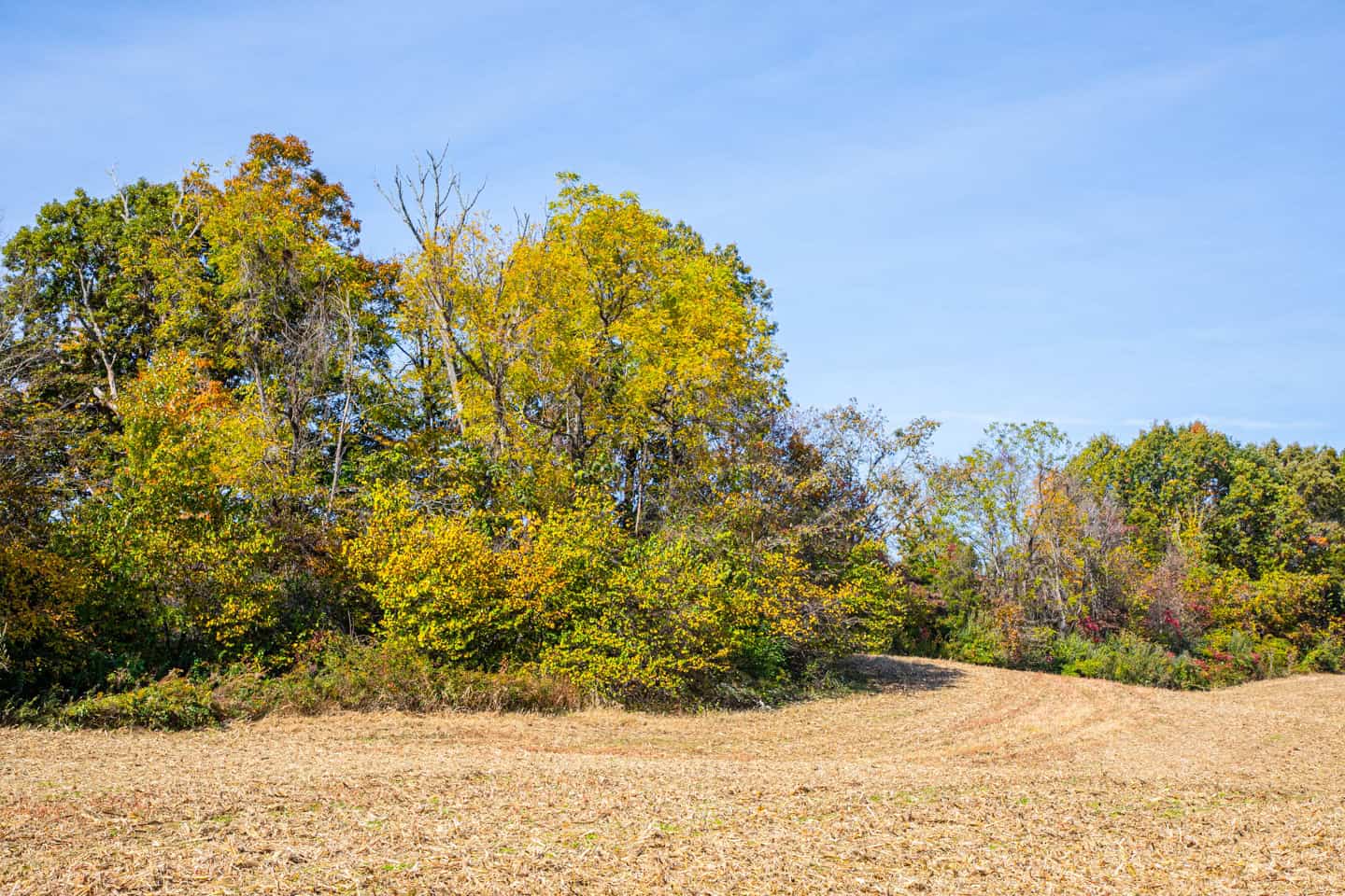 65-Acre Farm in Science Hill, KY – Cropland, Pasture & Hunting