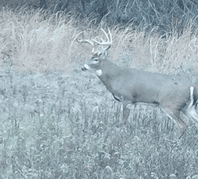 Hunting land for sale in Michigan, Hunting land for sale in Saginaw County