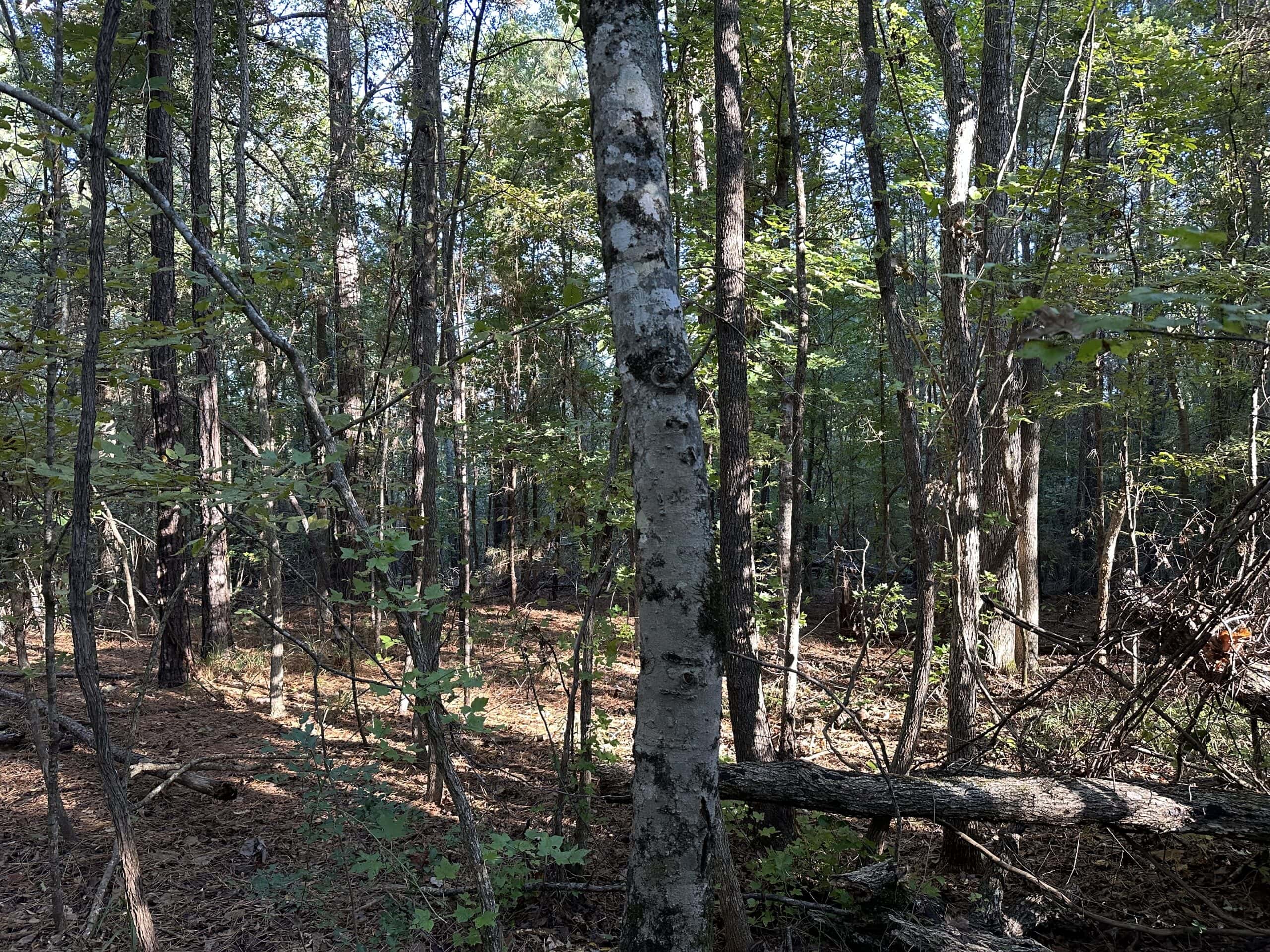 East Texas Hunting/Recreational Tract For Sale