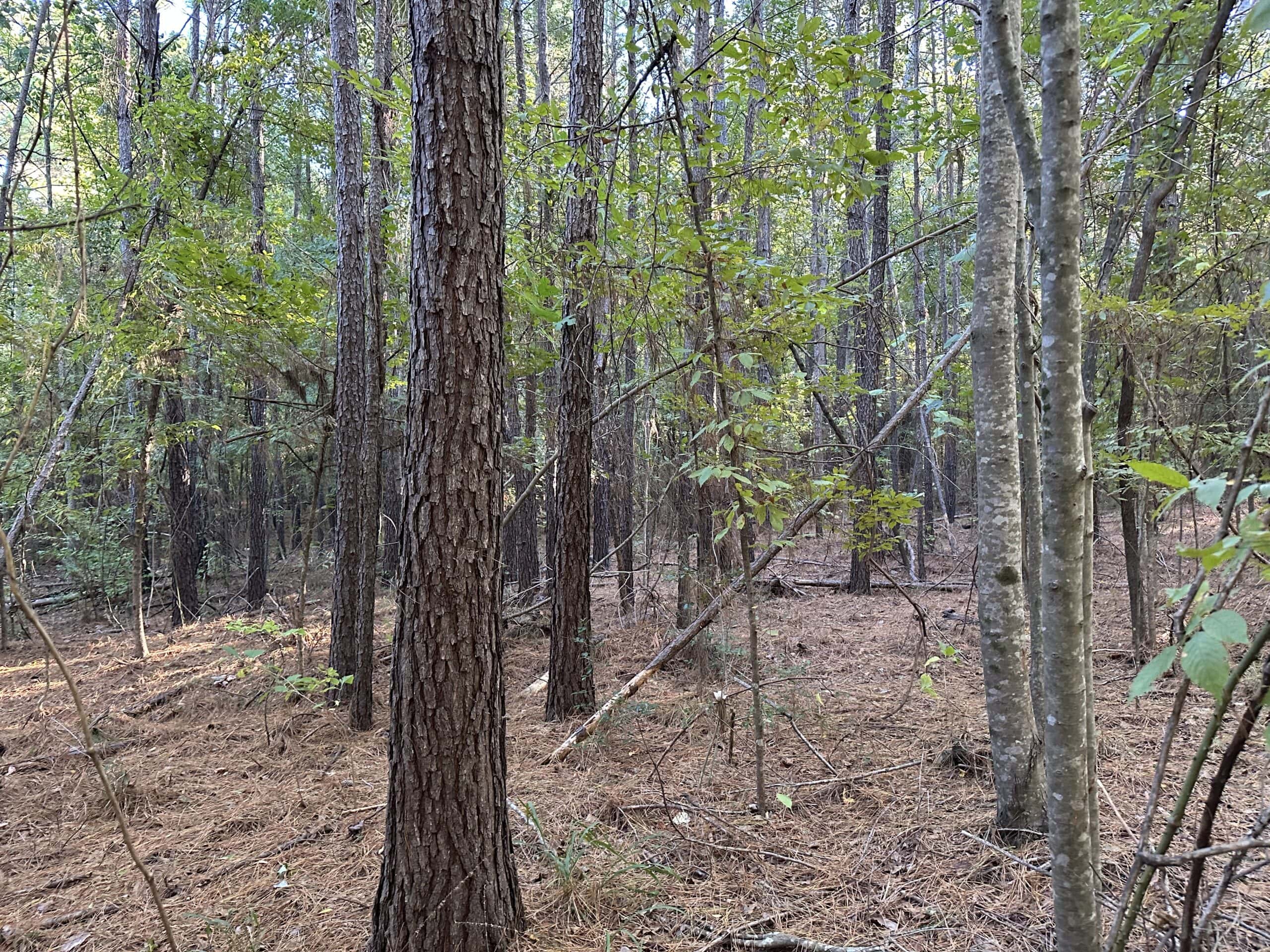 East Texas Hunting/Recreational Tract For Sale