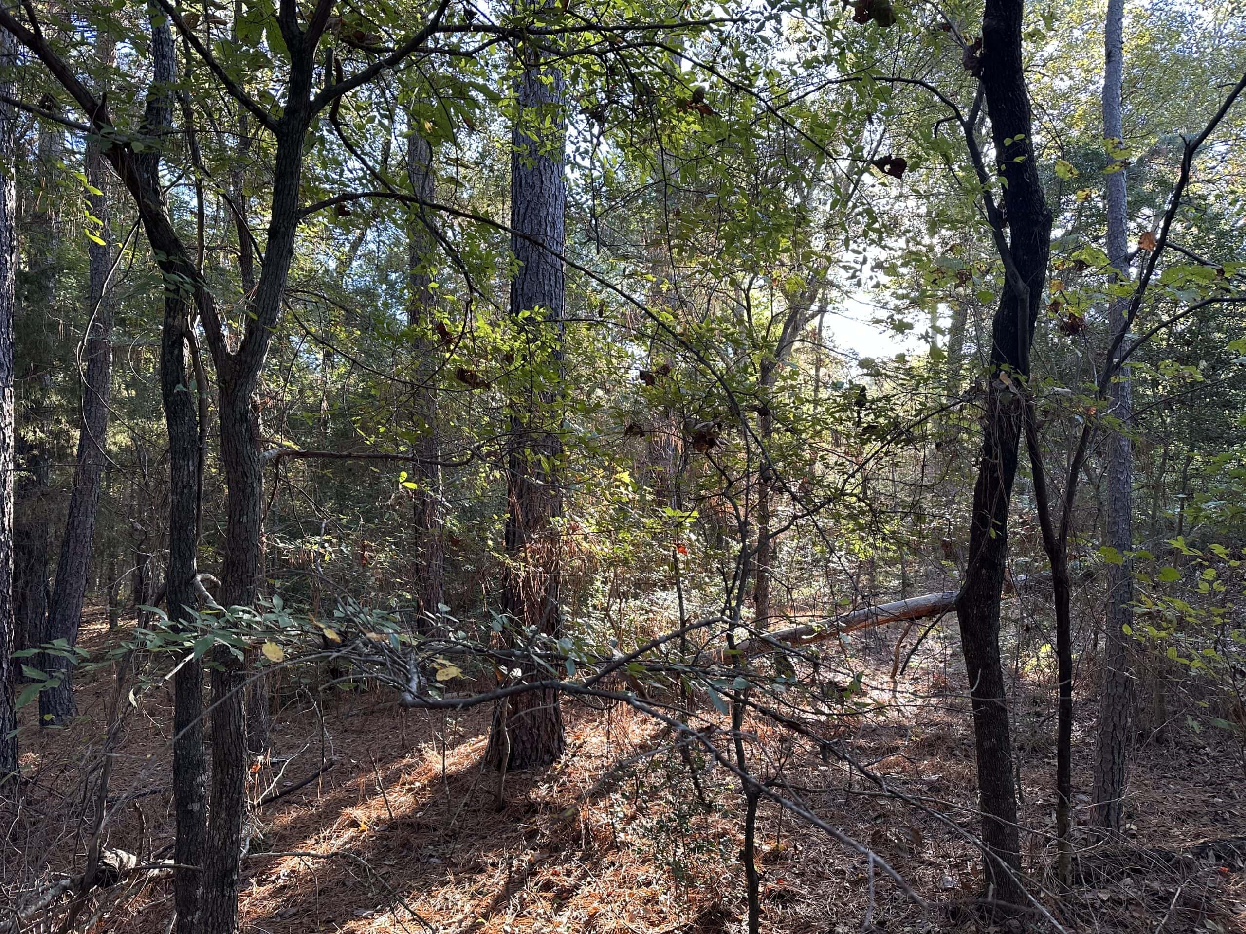 East Texas Hunting/Recreational Tract For Sale