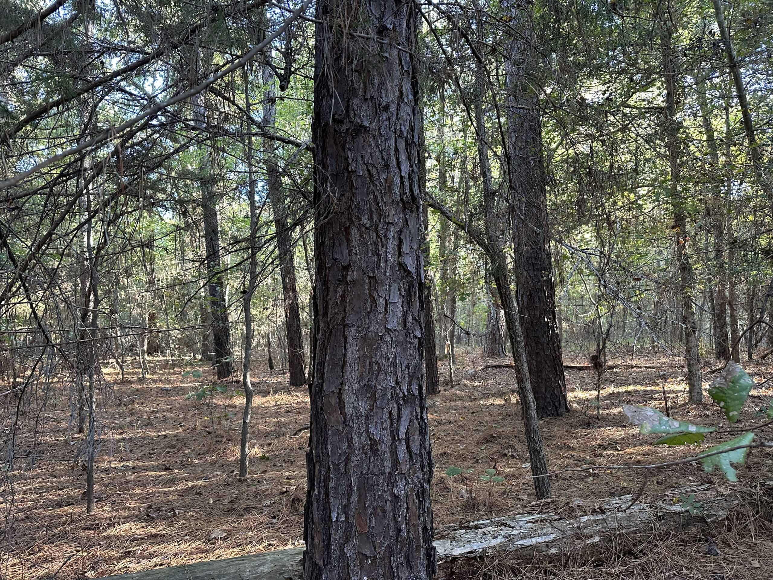 East Texas Hunting/Recreational Tract For Sale