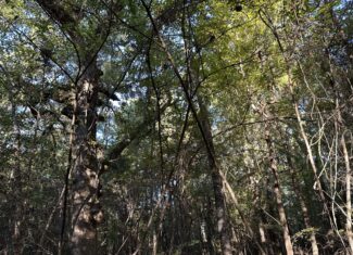 East Texas Hunting/Recreational Tract For Sale