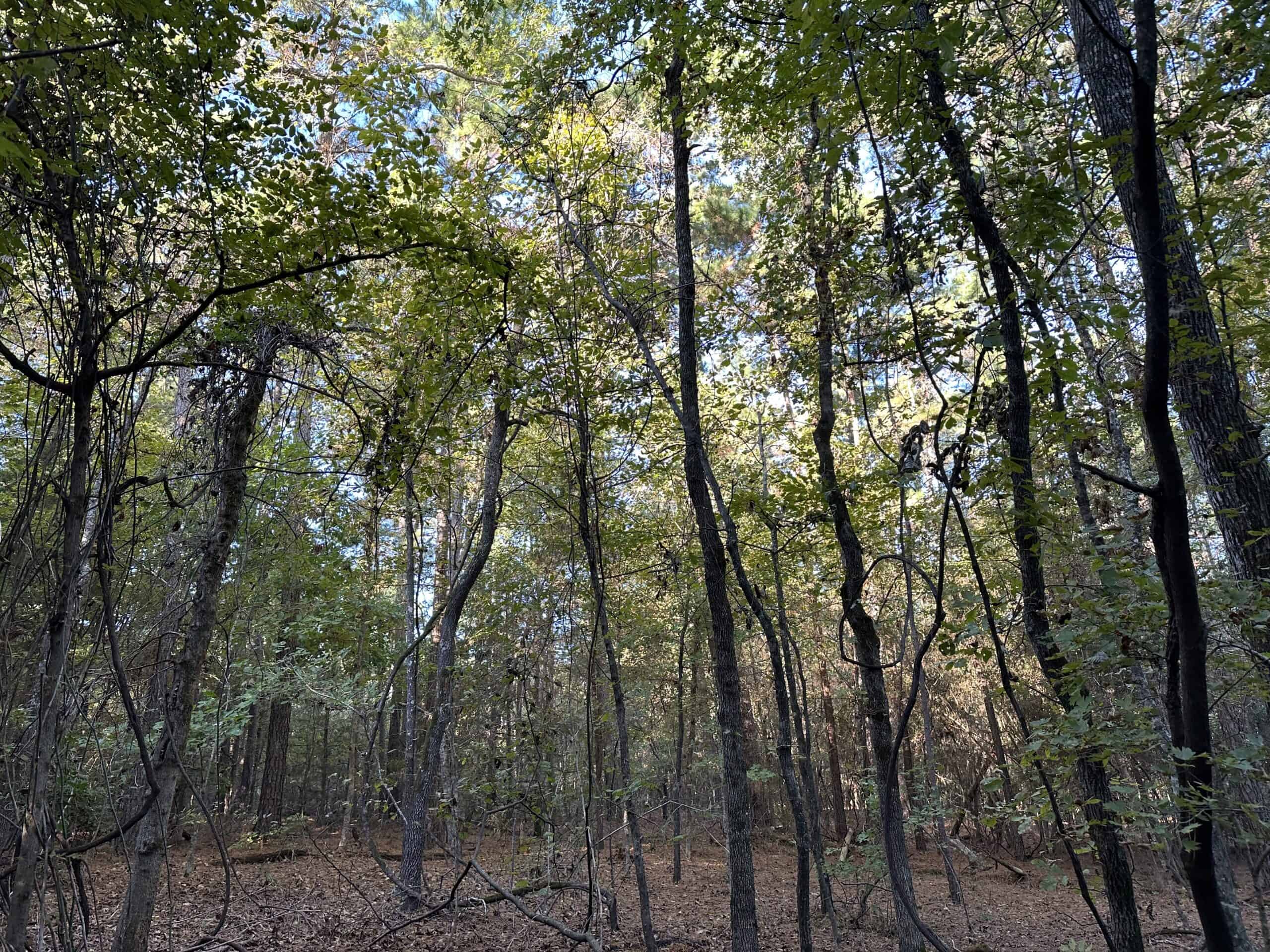 East Texas Hunting/Recreational Tract For Sale