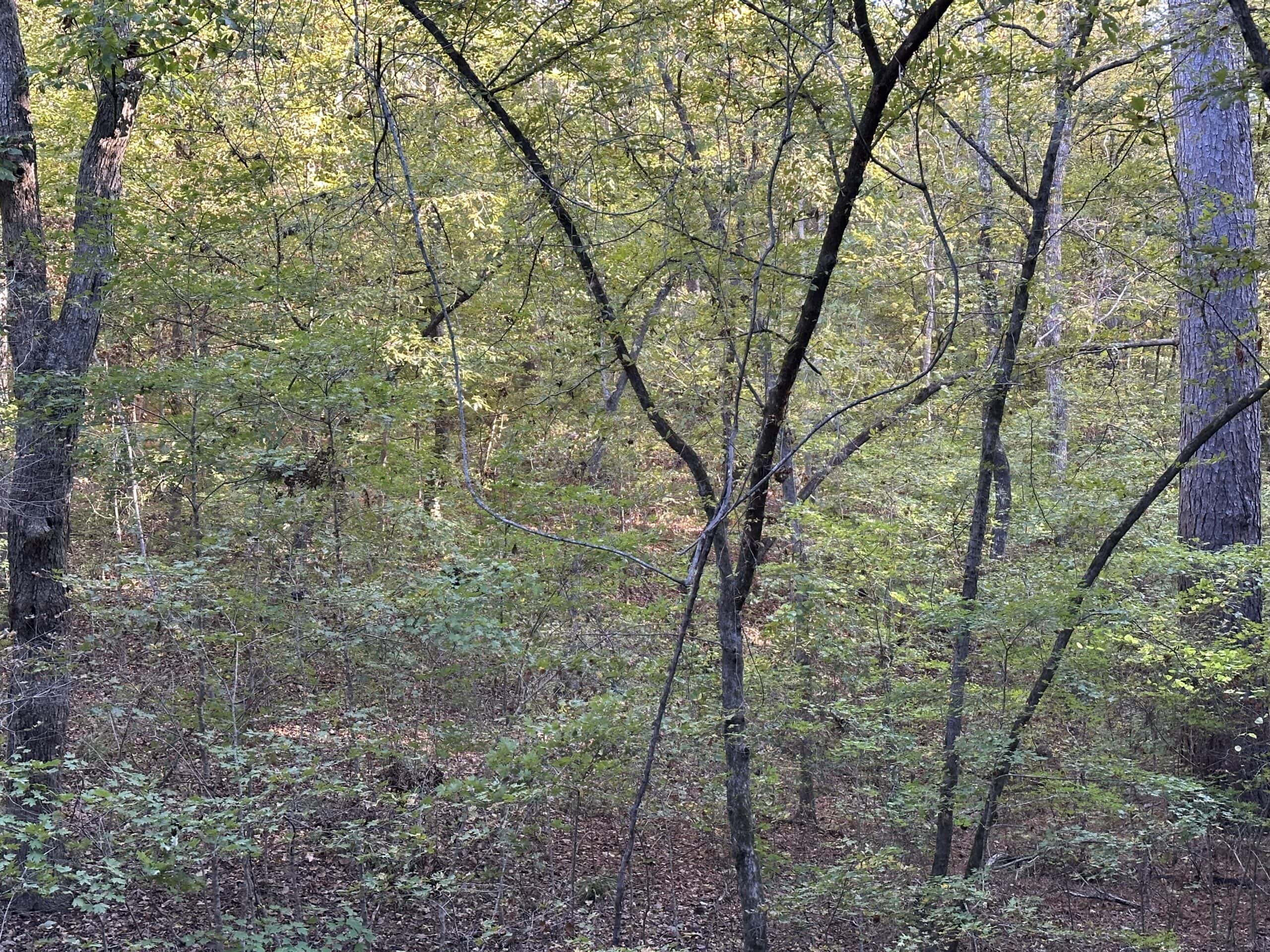 East Texas Hunting/Recreational Tract For Sale