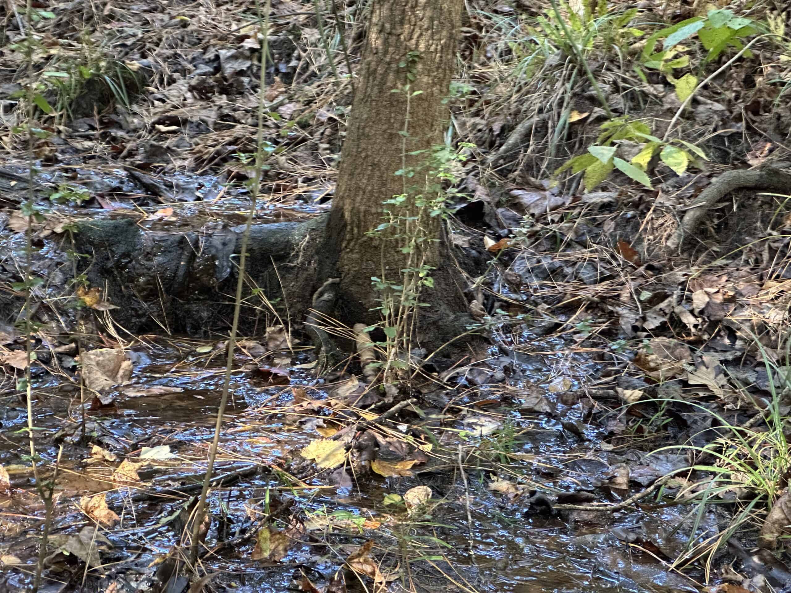 East Texas Hunting/Recreational Tract For Sale