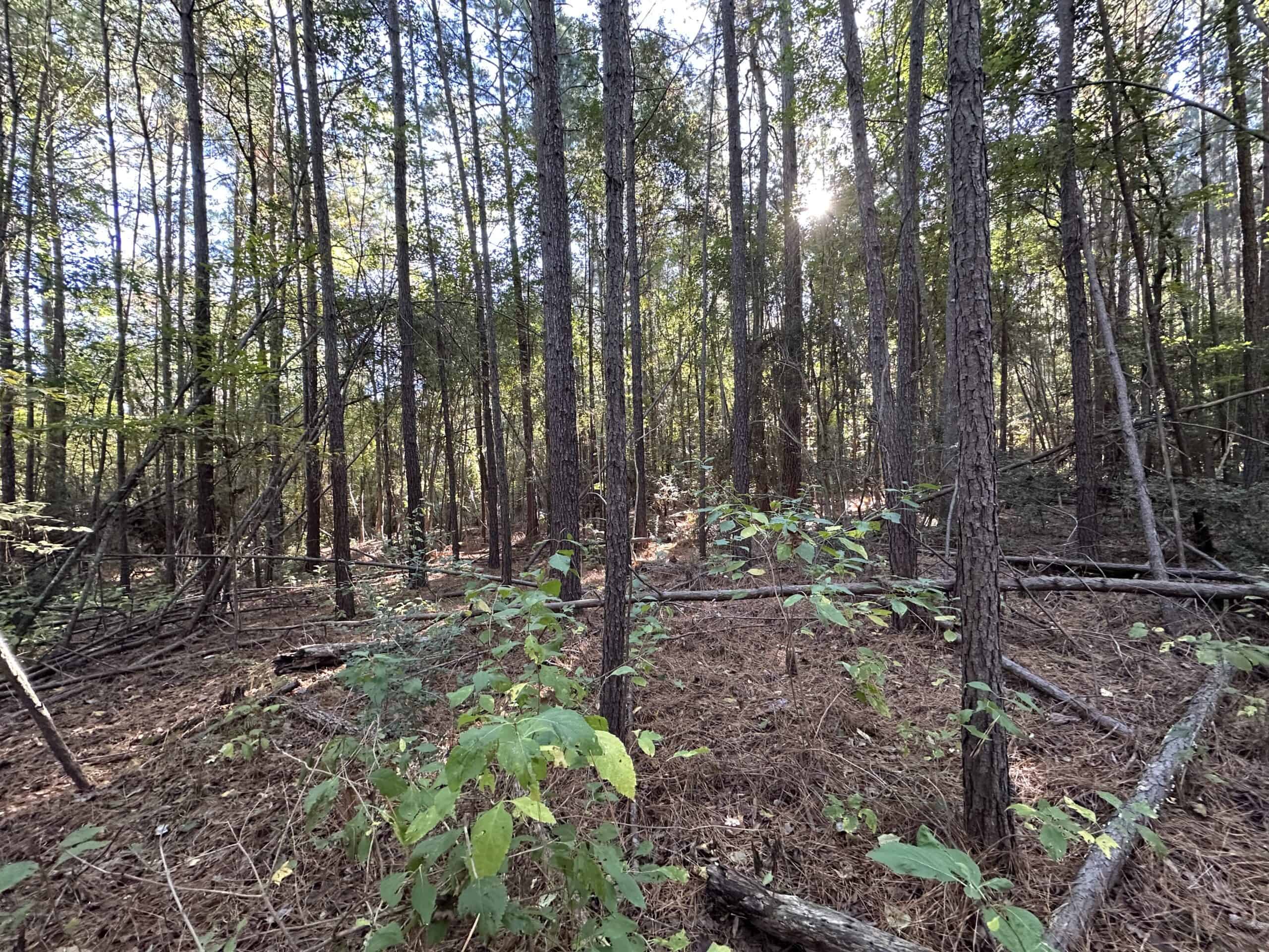 East Texas Hunting/Recreational Tract For Sale