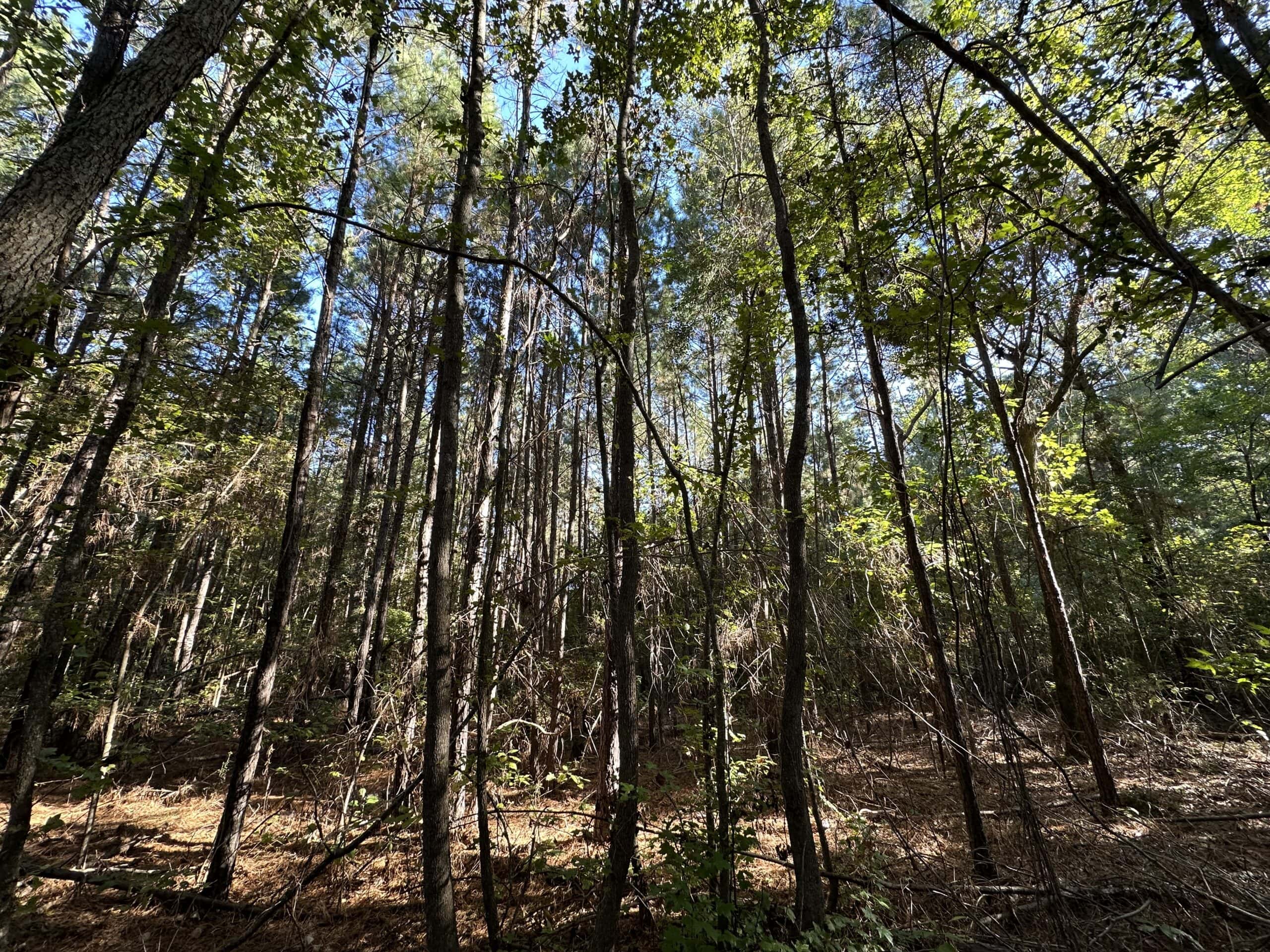 East Texas Hunting/Recreational Tract For Sale