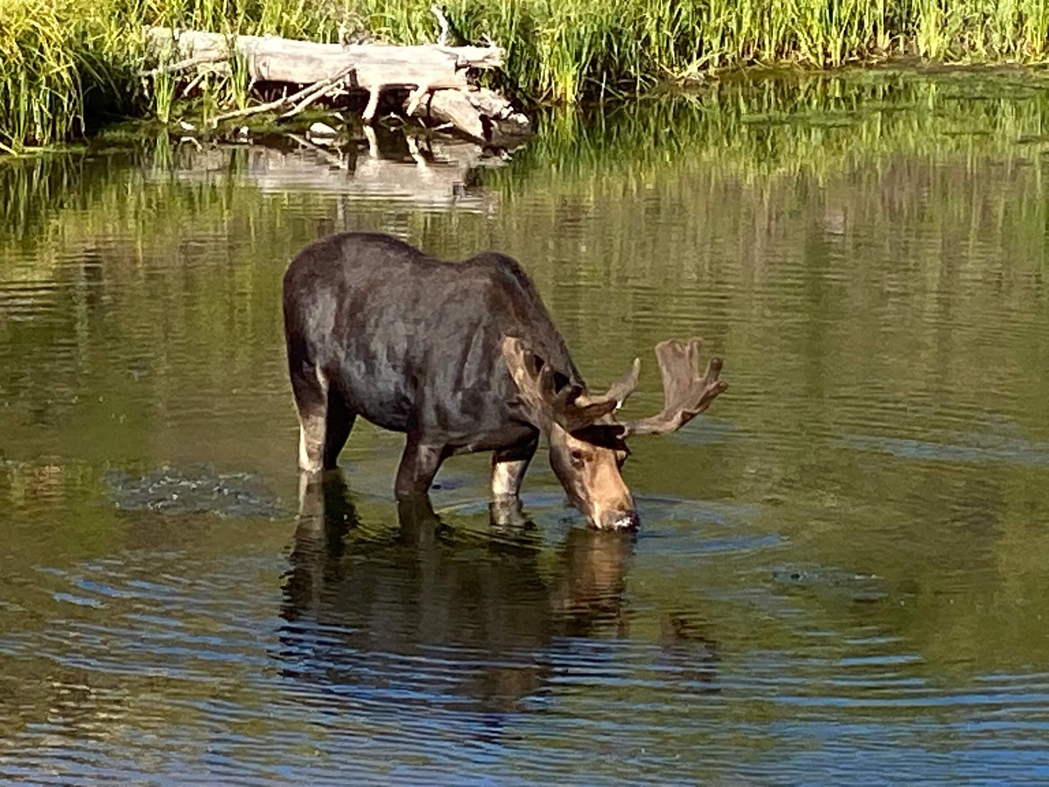 Premier Colorado Wilderness Lodge & Big Game Outfitter for Sale
