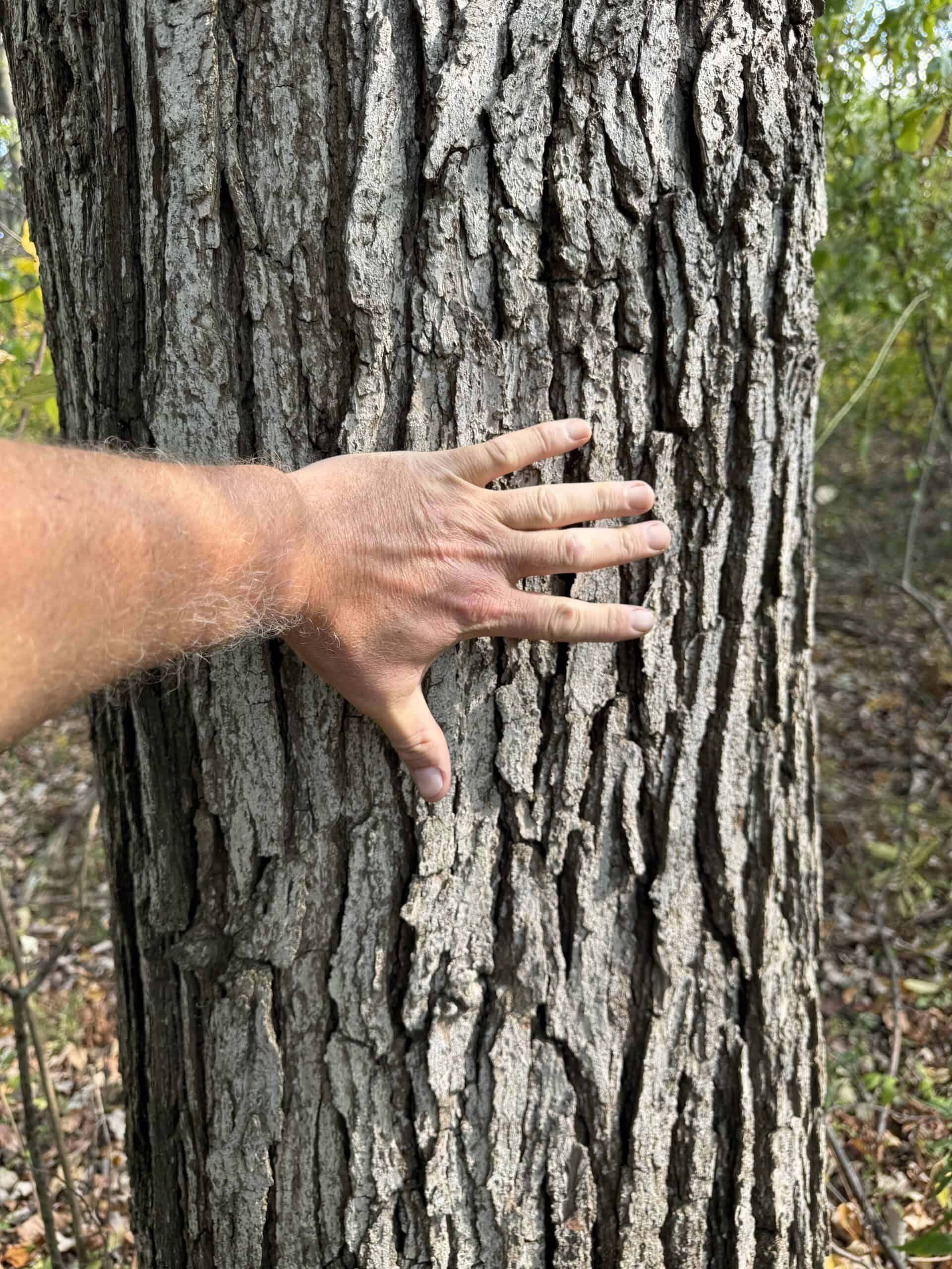 Hunting land for sale in Michigan, Hunting land for sale in Saginaw County