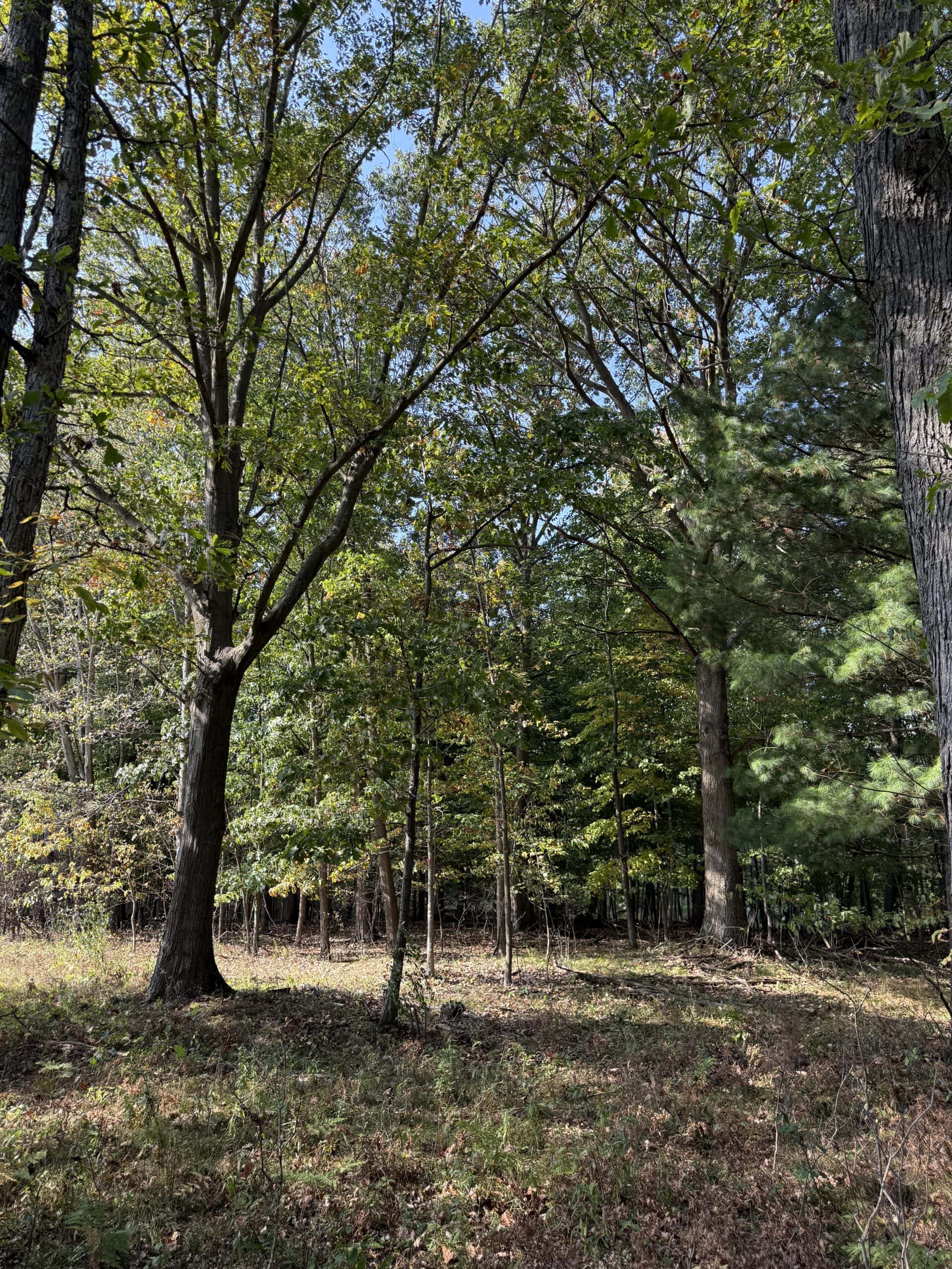 Hunting land for sale in Michigan, Hunting land for sale in Saginaw County