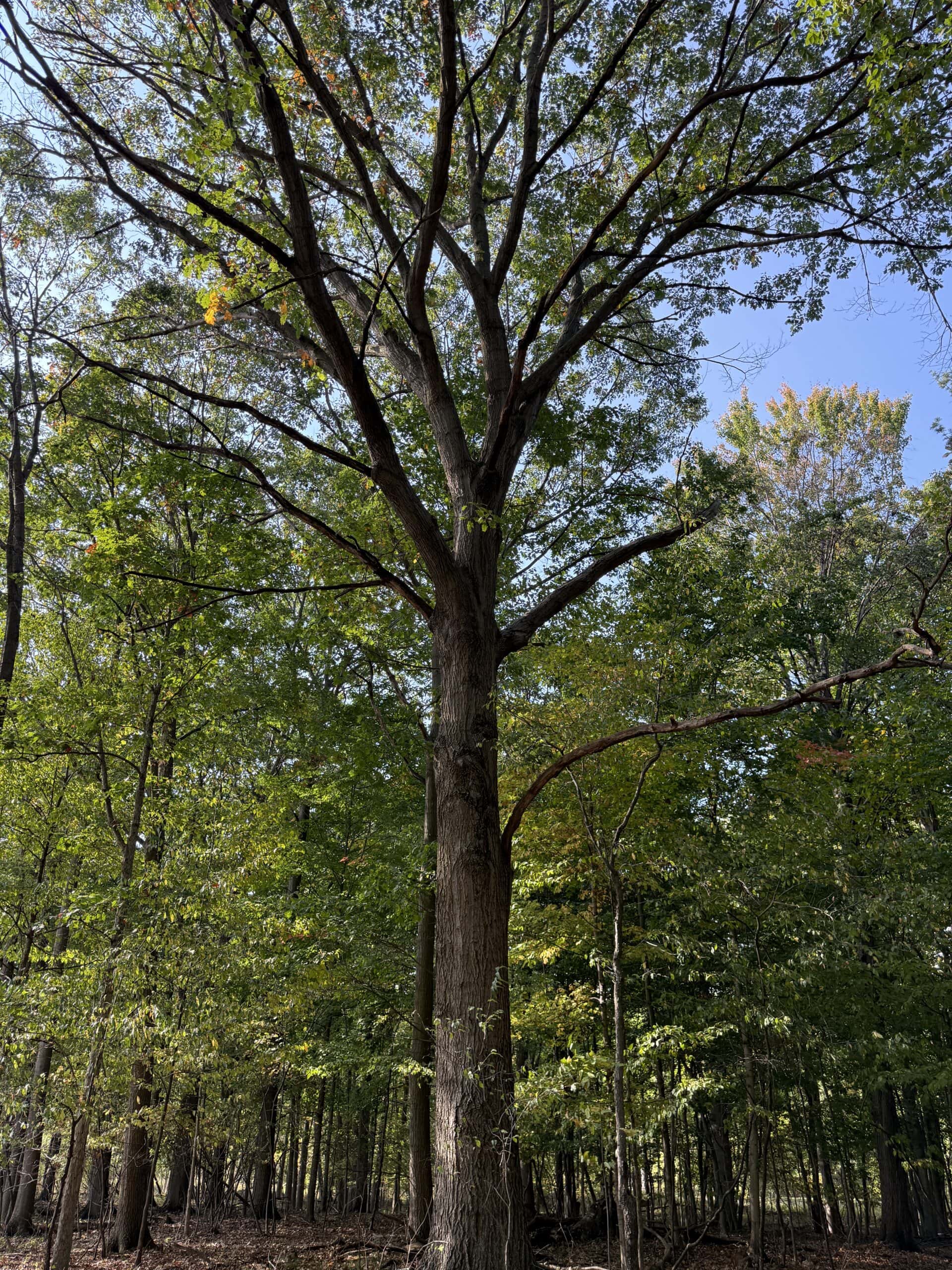 Hunting land for sale in Michigan, Hunting land for sale in Saginaw County