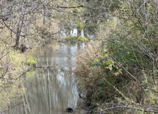 Hunting land for sale in Michigan, Hunting land for sale in Saginaw County