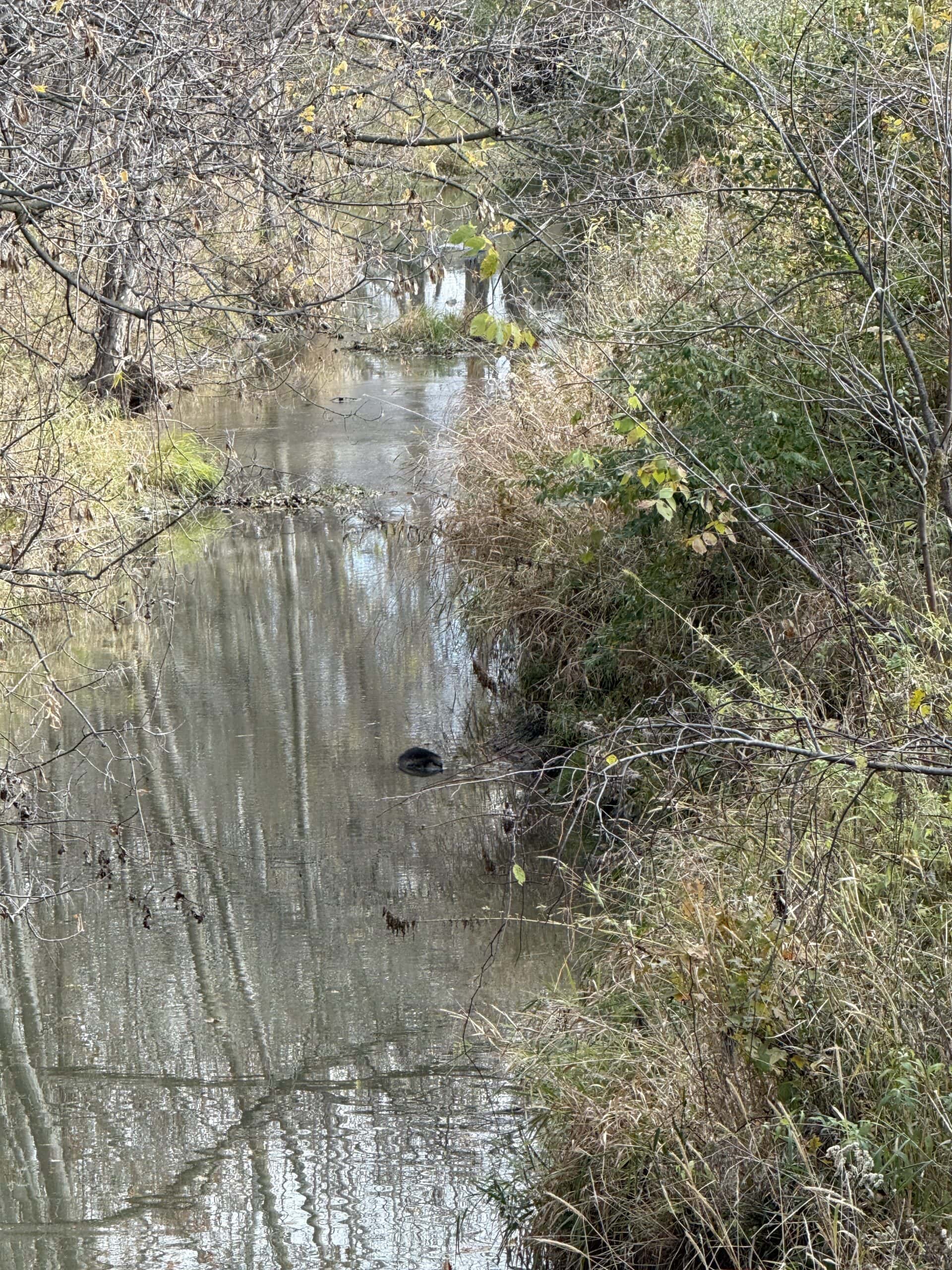 Hunting land for sale in Michigan, Hunting land for sale in Saginaw County