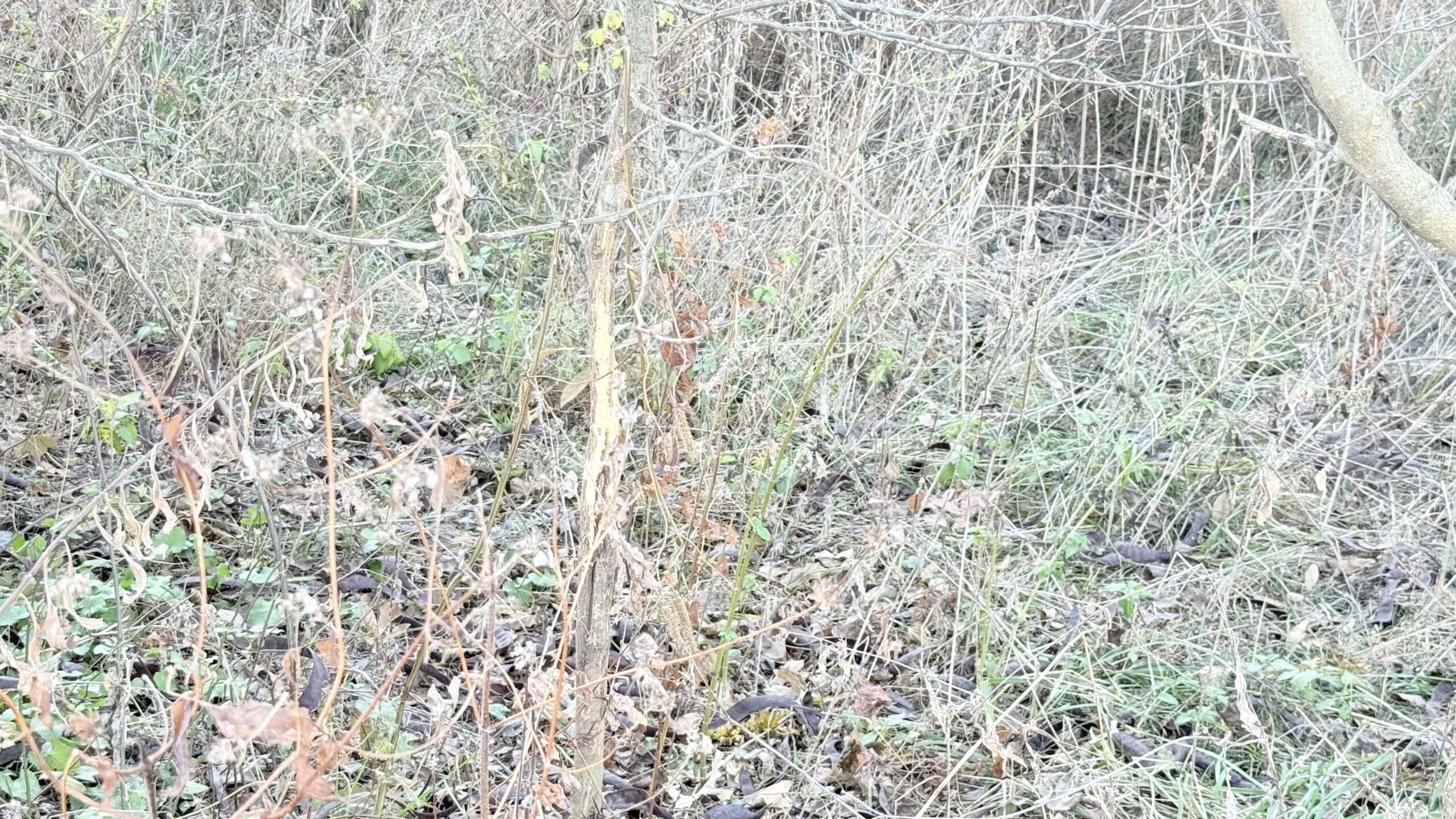 Dekalb County, Missouri • 57 Acres m/l