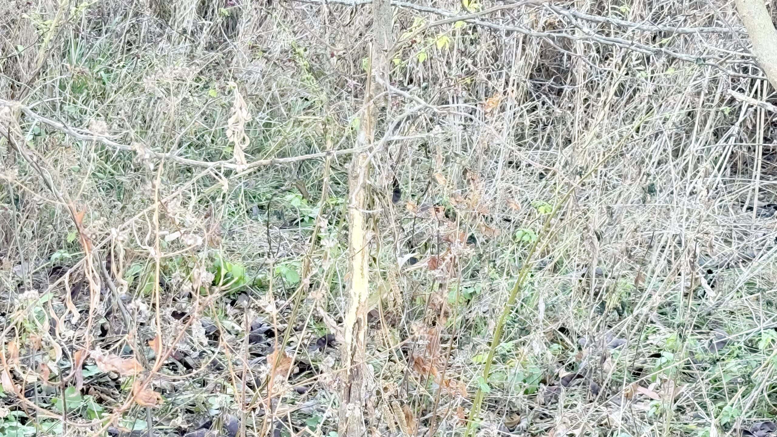 Dekalb County, Missouri • 57 Acres m/l