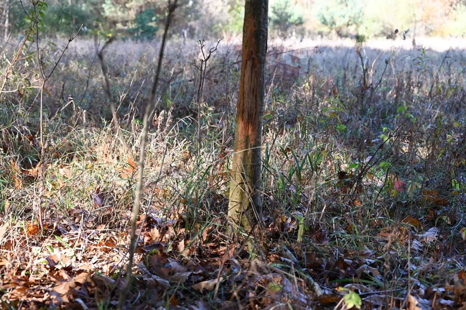 Hunting land for sale in Michigan, Hunting land for sale in Saginaw County