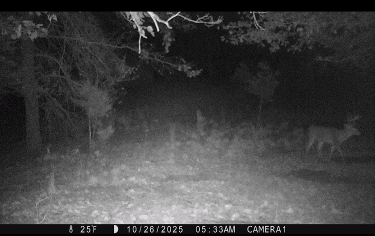 Hunting land for sale in Michigan, Hunting land for sale in Saginaw County