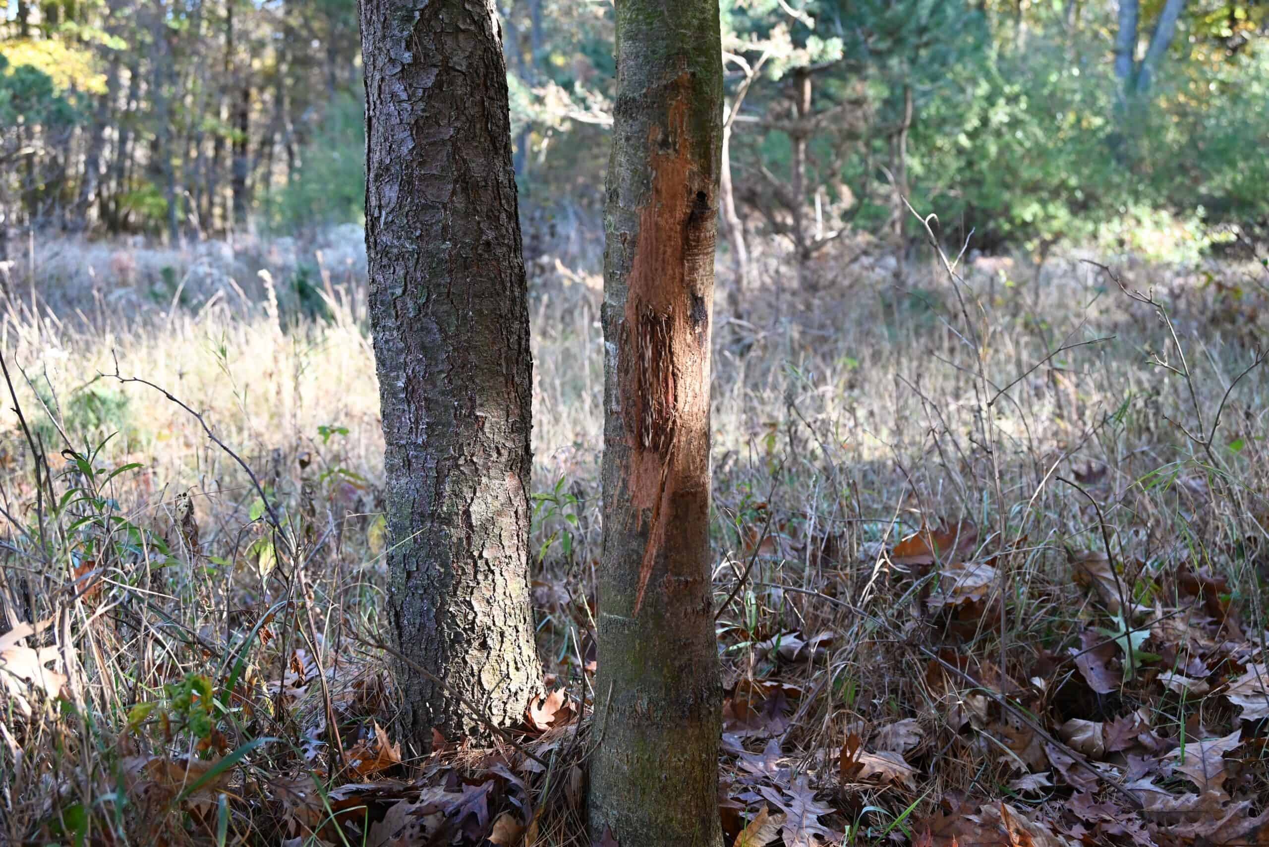 Hunting land for sale in Michigan, Hunting land for sale in Saginaw County