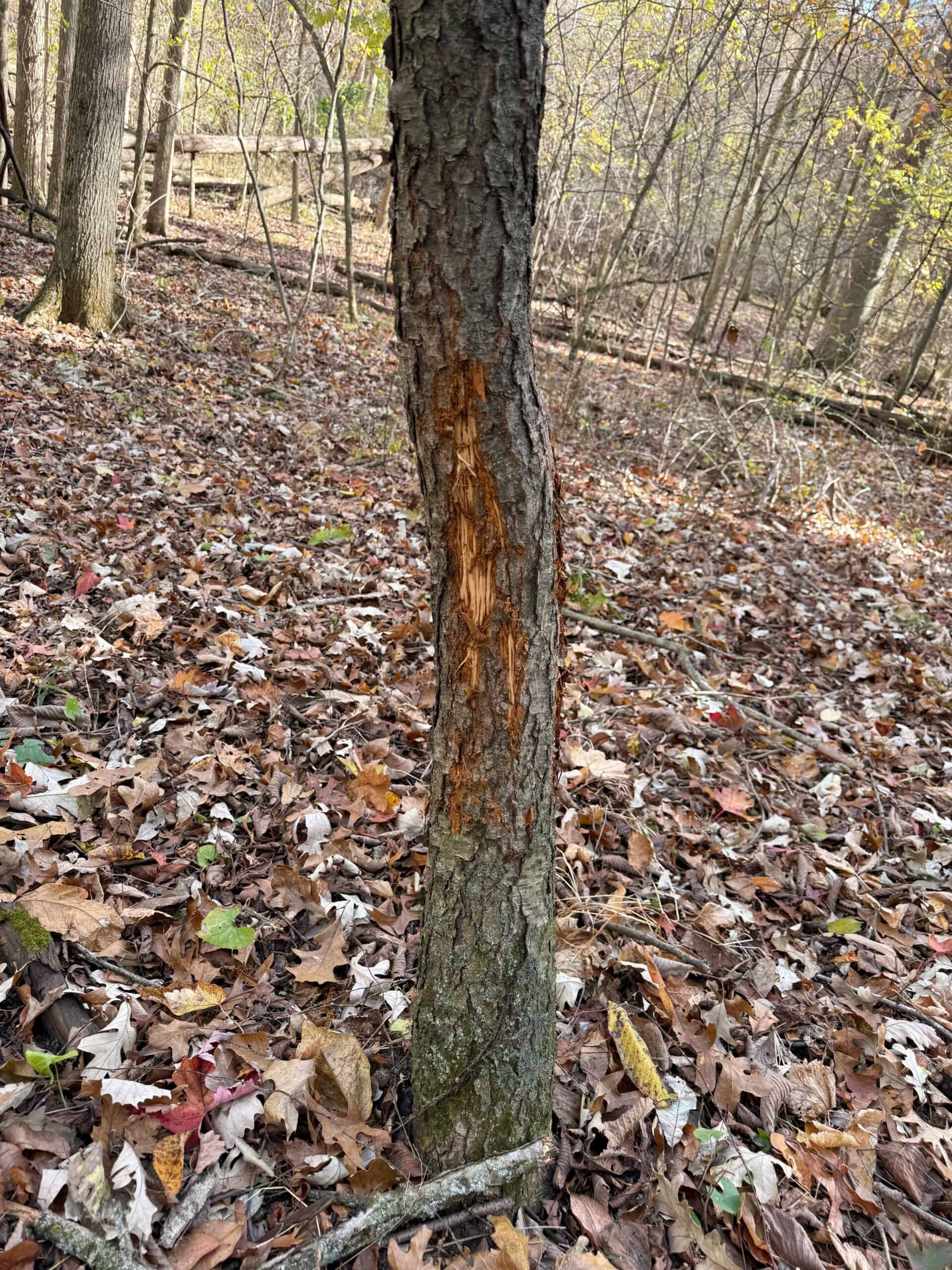 Hunting land for sale in Michigan, Hunting land for sale in Saginaw County