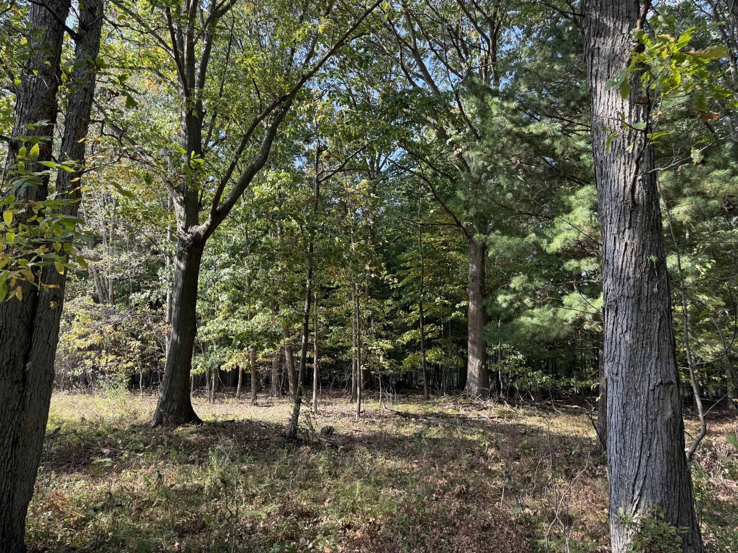 Hunting land for sale in Michigan, Hunting land for sale in Saginaw County