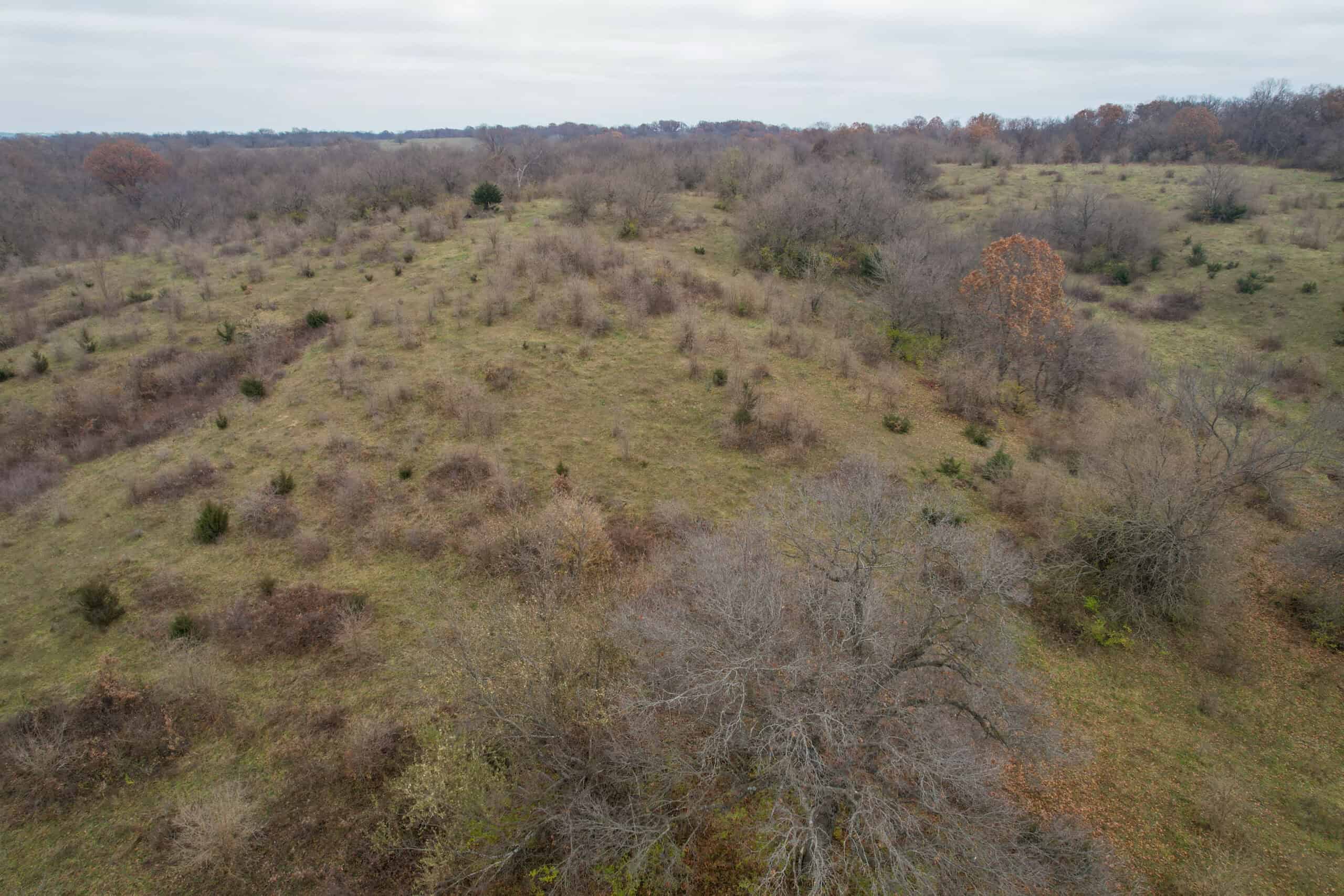 156± Acres | Premier Whitetail & Pasture Unit | North of Georgetown & West of Hiteman