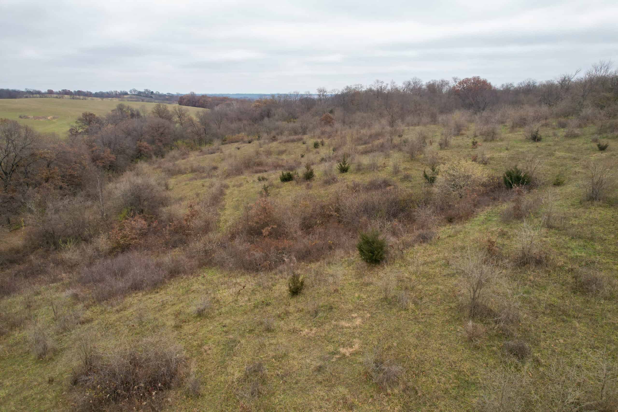 156± Acres | Premier Whitetail & Pasture Unit | North of Georgetown & West of Hiteman