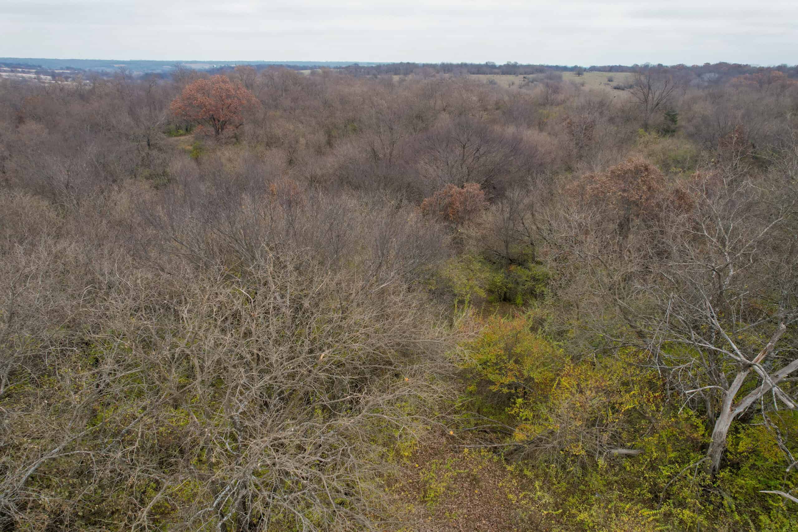 156± Acres | Premier Whitetail & Pasture Unit | North of Georgetown & West of Hiteman
