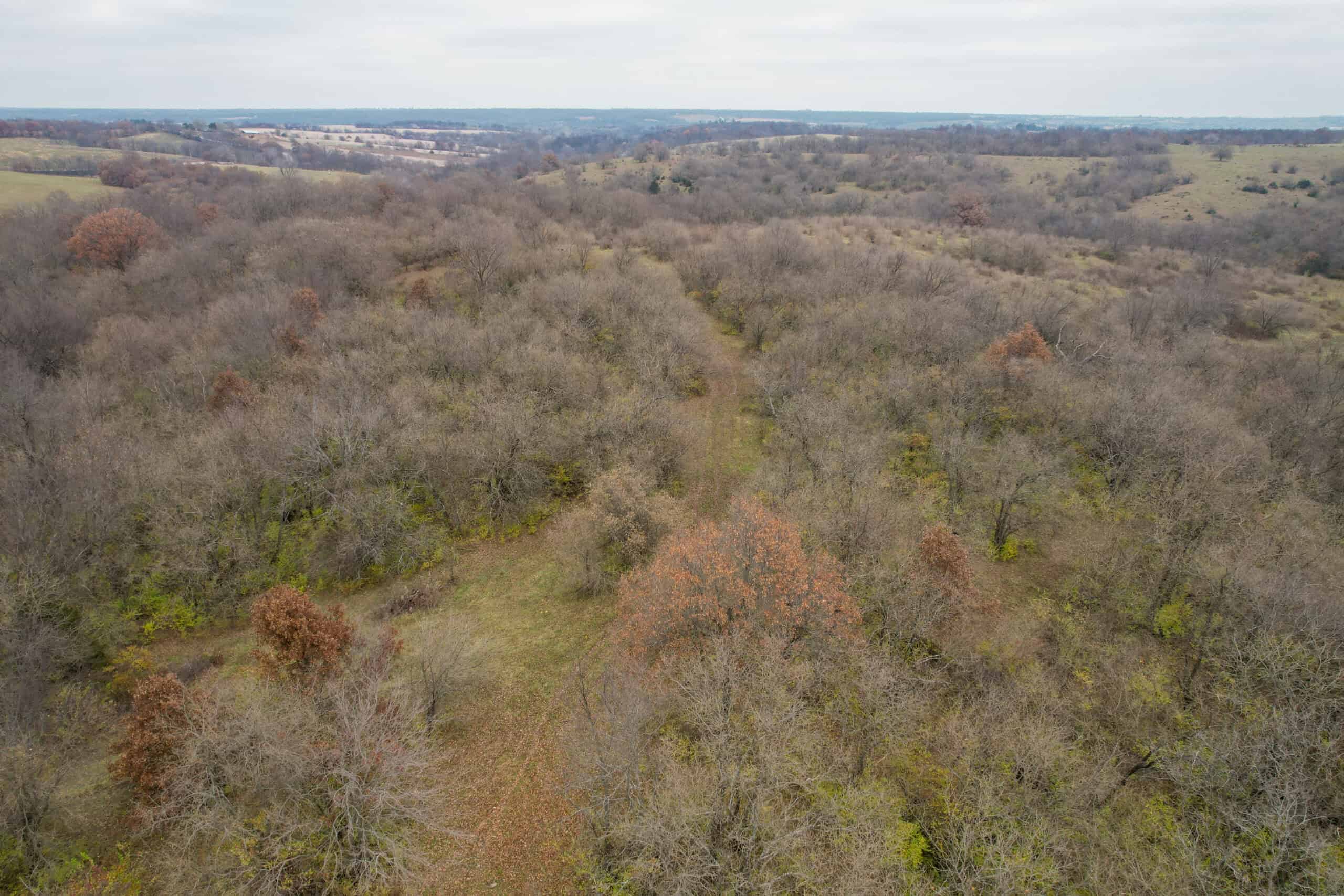 156± Acres | Premier Whitetail & Pasture Unit | North of Georgetown & West of Hiteman