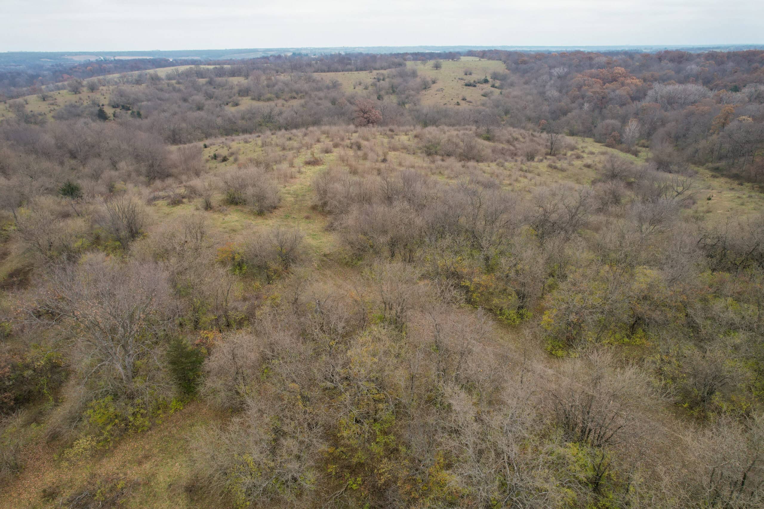 156± Acres | Premier Whitetail & Pasture Unit | North of Georgetown & West of Hiteman