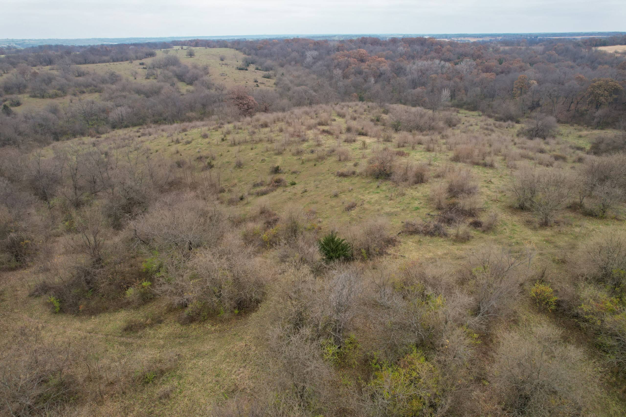 156± Acres | Premier Whitetail & Pasture Unit | North of Georgetown & West of Hiteman