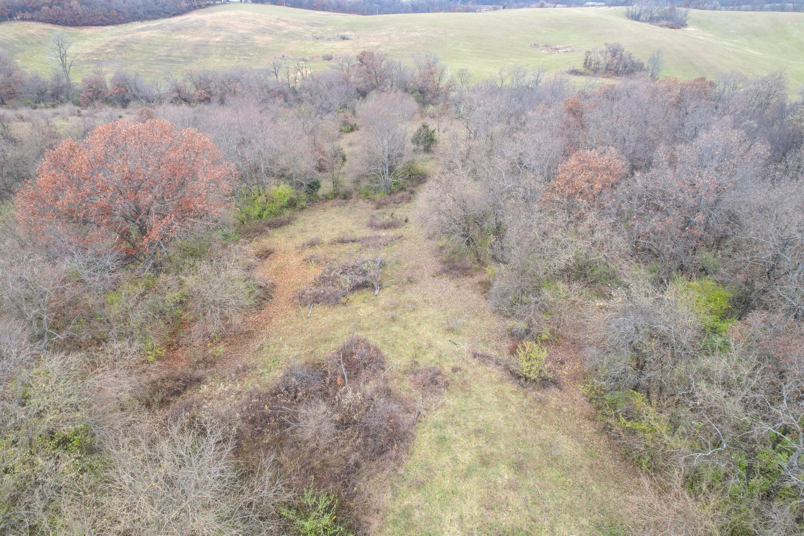 156± Acres | Premier Whitetail & Pasture Unit | North of Georgetown & West of Hiteman