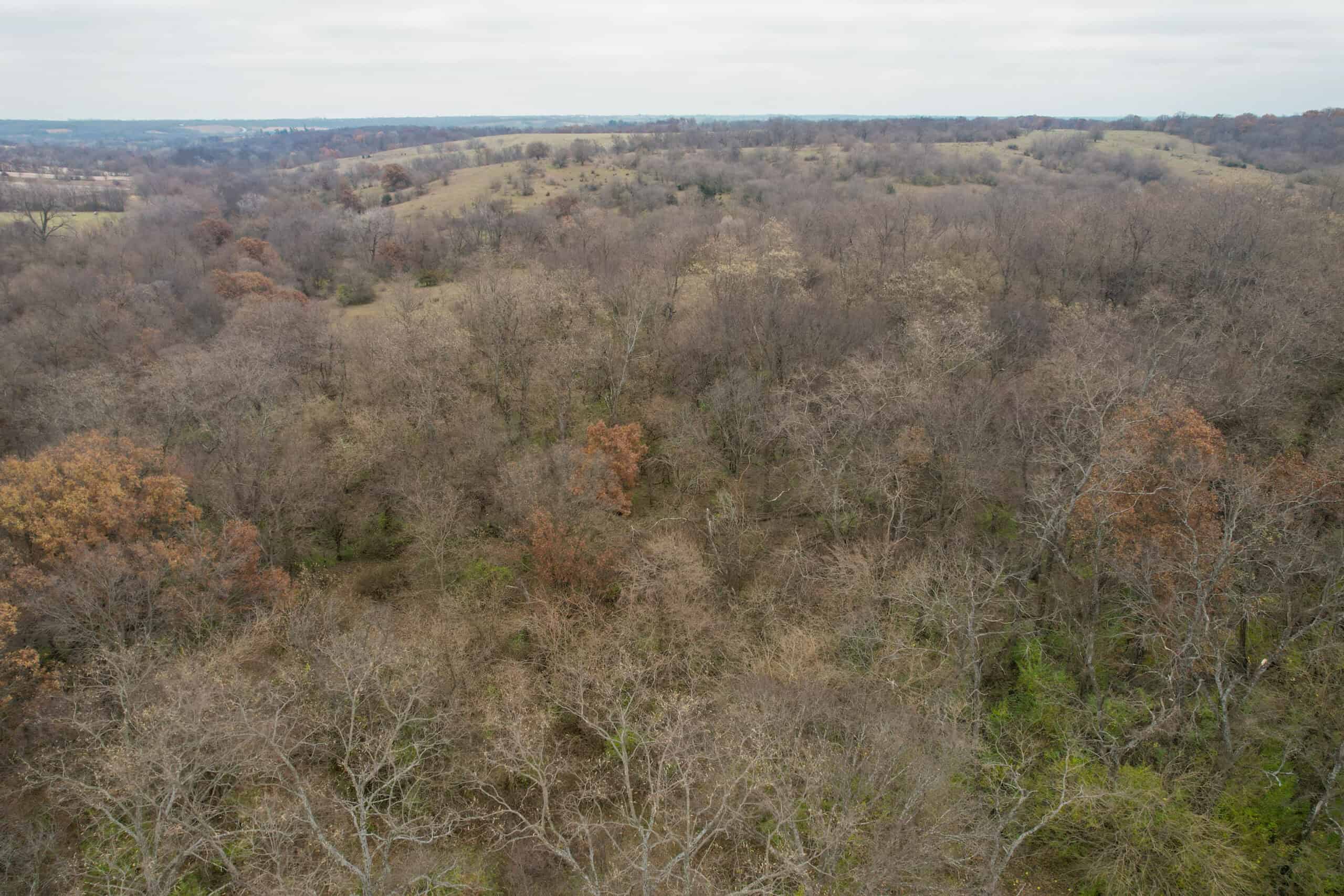 156± Acres | Premier Whitetail & Pasture Unit | North of Georgetown & West of Hiteman