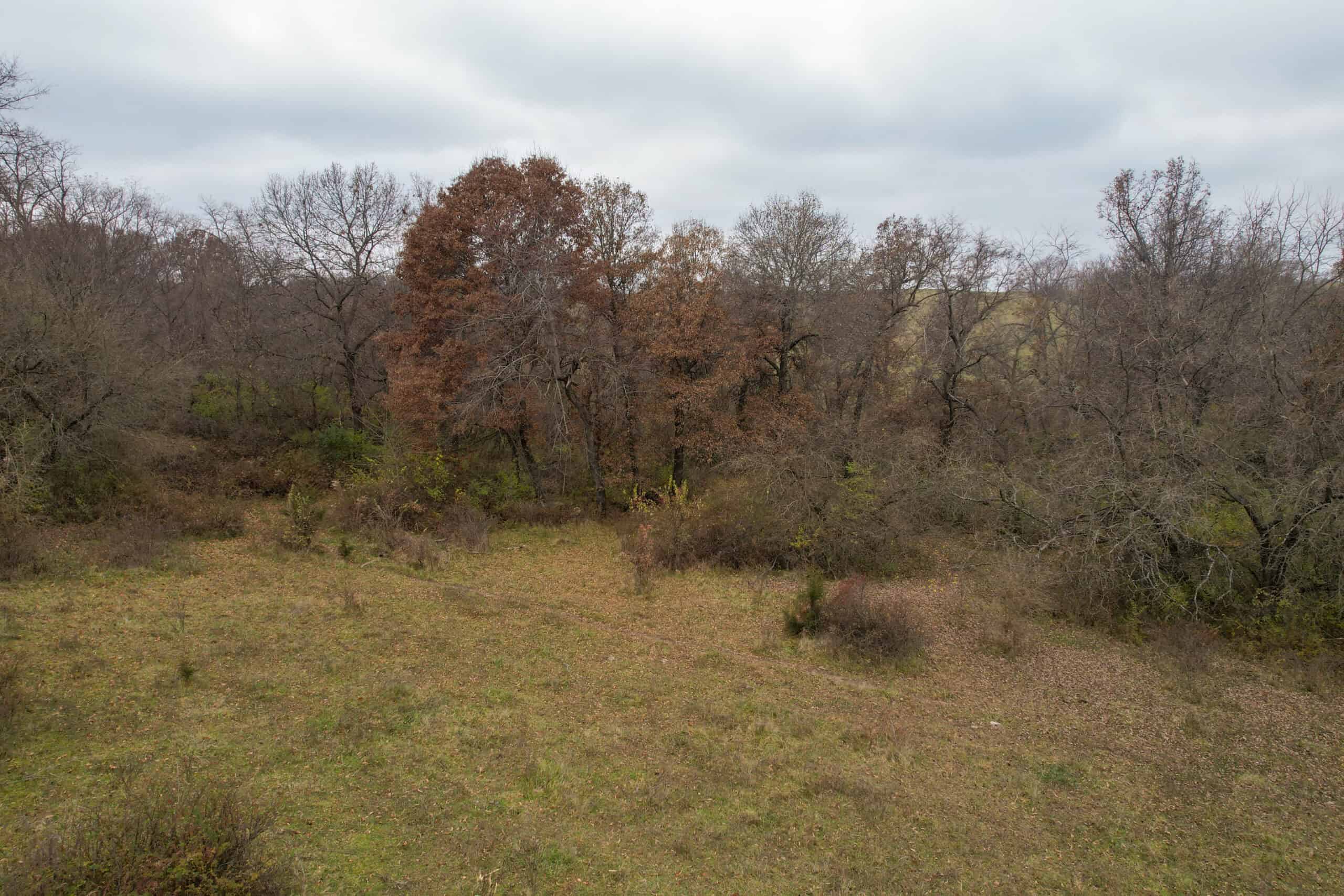 156± Acres | Premier Whitetail & Pasture Unit | North of Georgetown & West of Hiteman