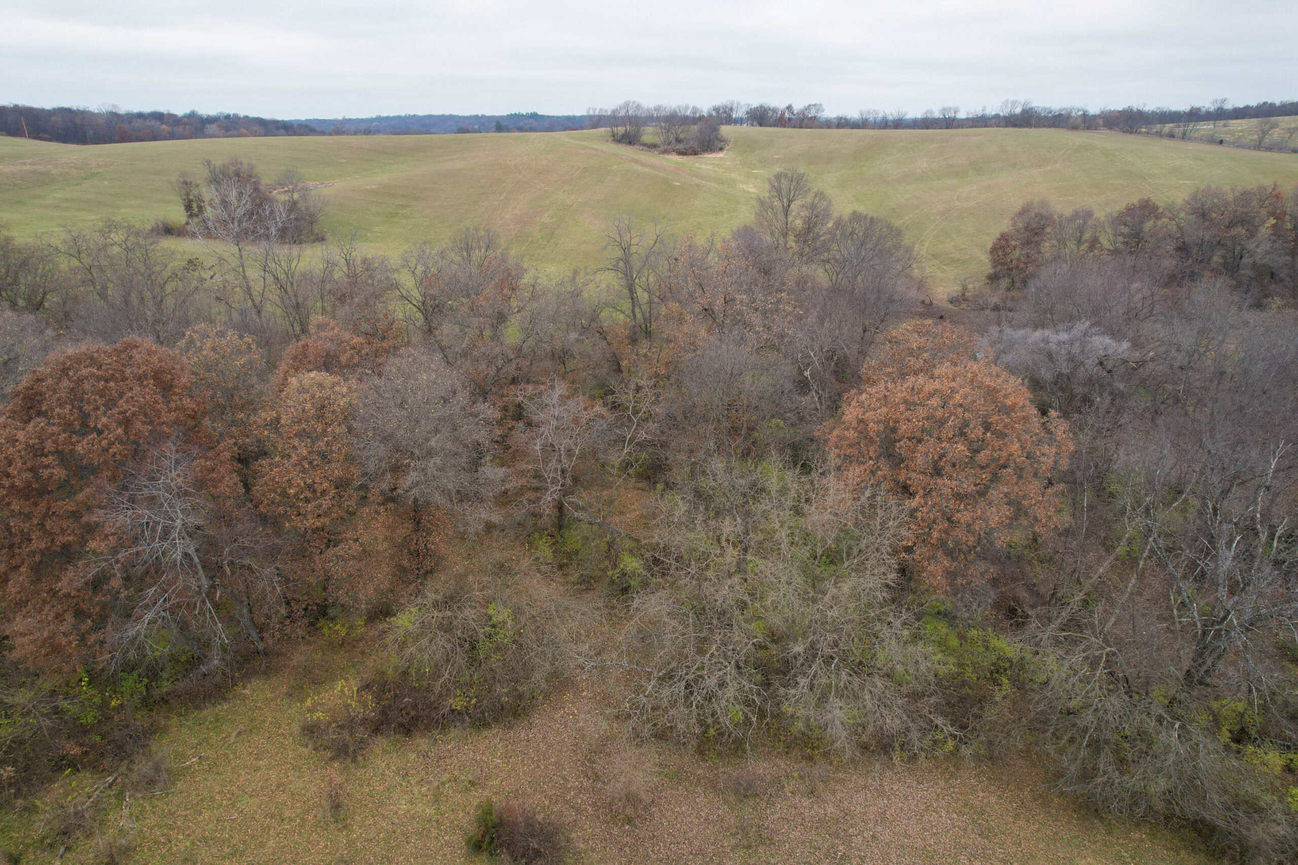 156± Acres | Premier Whitetail & Pasture Unit | North of Georgetown & West of Hiteman