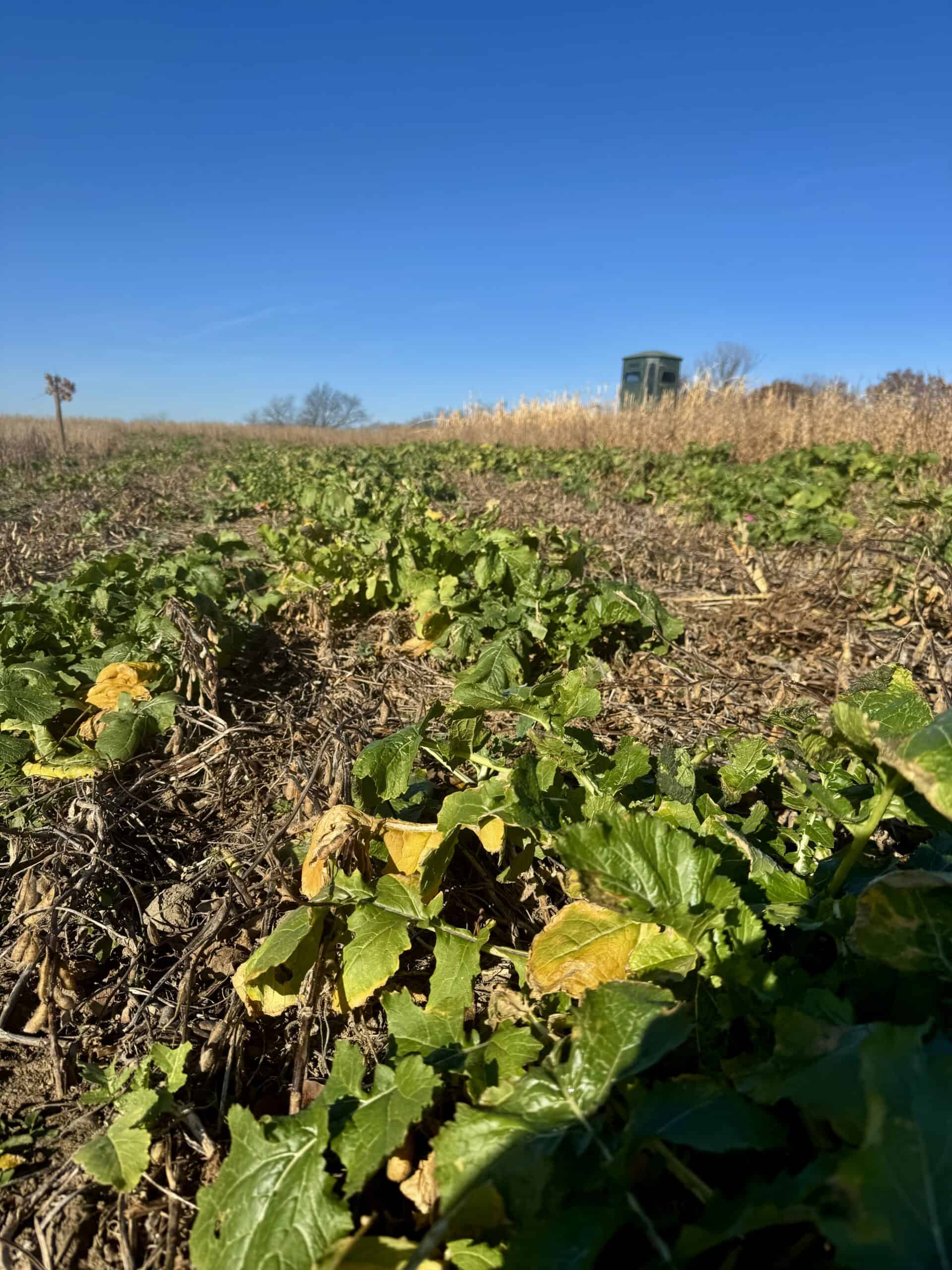 168 +/- Acres | Trophy Hunting, Income Producing & Potential Building Site | Monroe County, Iowa