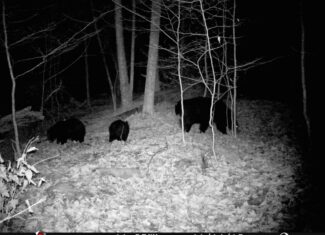 Catskills Hunting and Fishing Land For Sale in New York