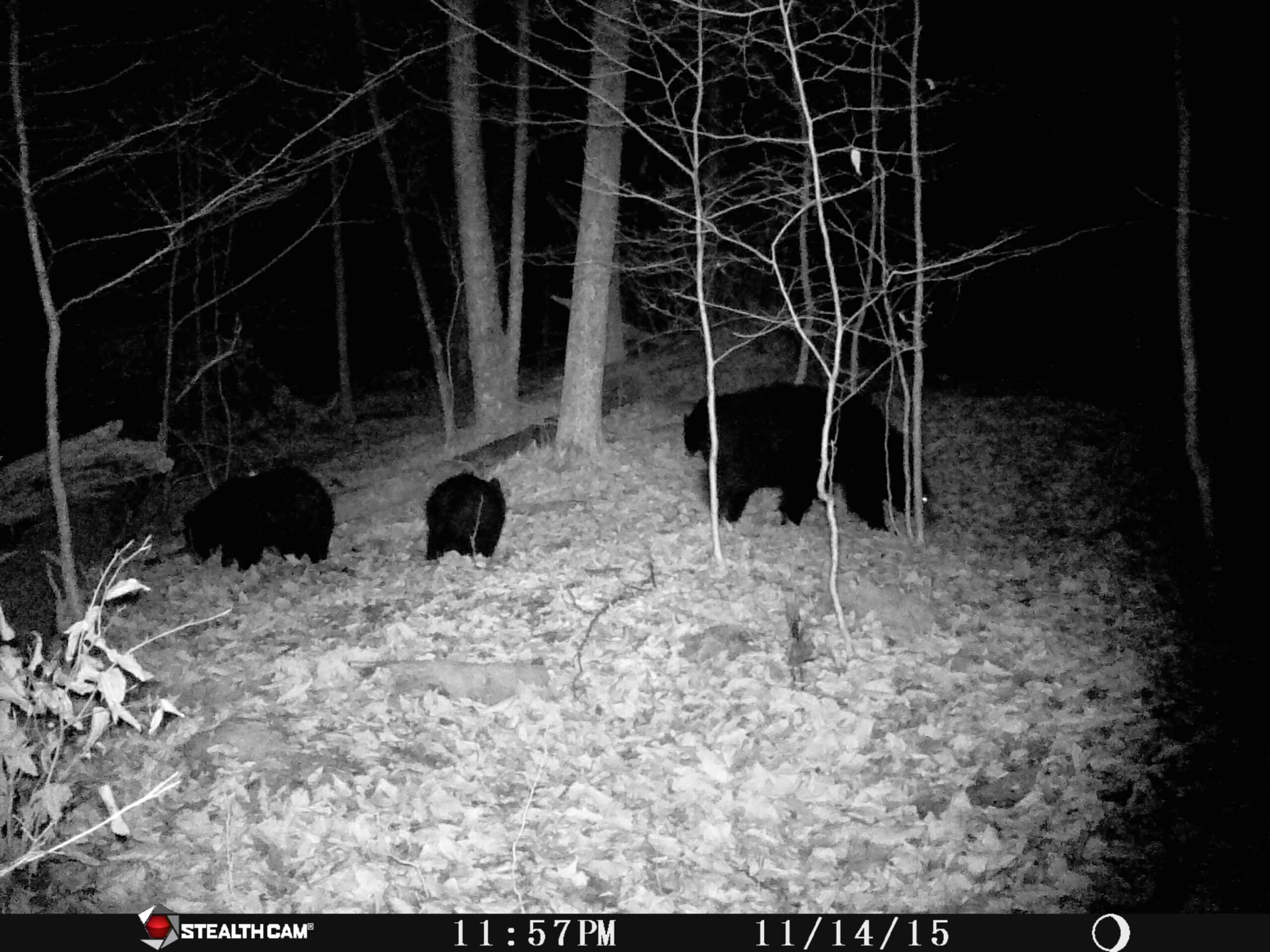 Catskills Hunting and Fishing Land For Sale in New York